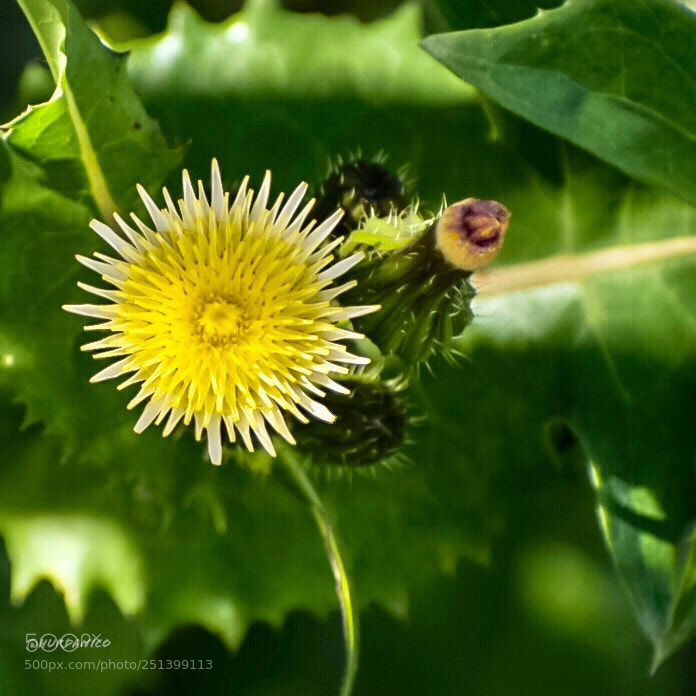Nikon D5300 sample photo. Upon yellow photography