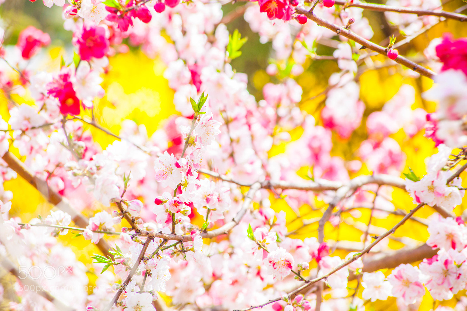 Canon EOS 5D Mark II sample photo. Blooming in the spring photography
