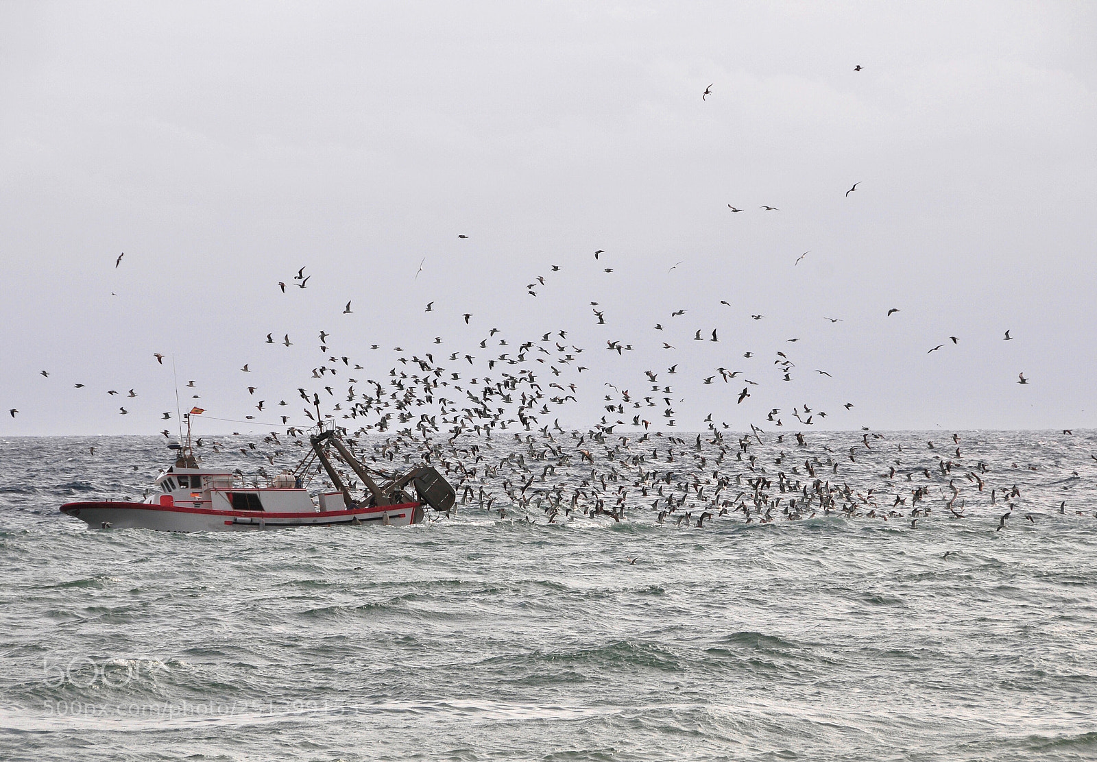 Nikon D300 sample photo. Birds-attack photography