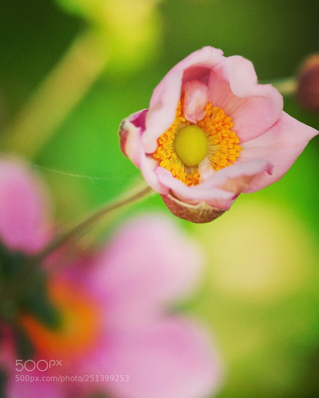 Nikon D5000 sample photo. Pink vibe photography