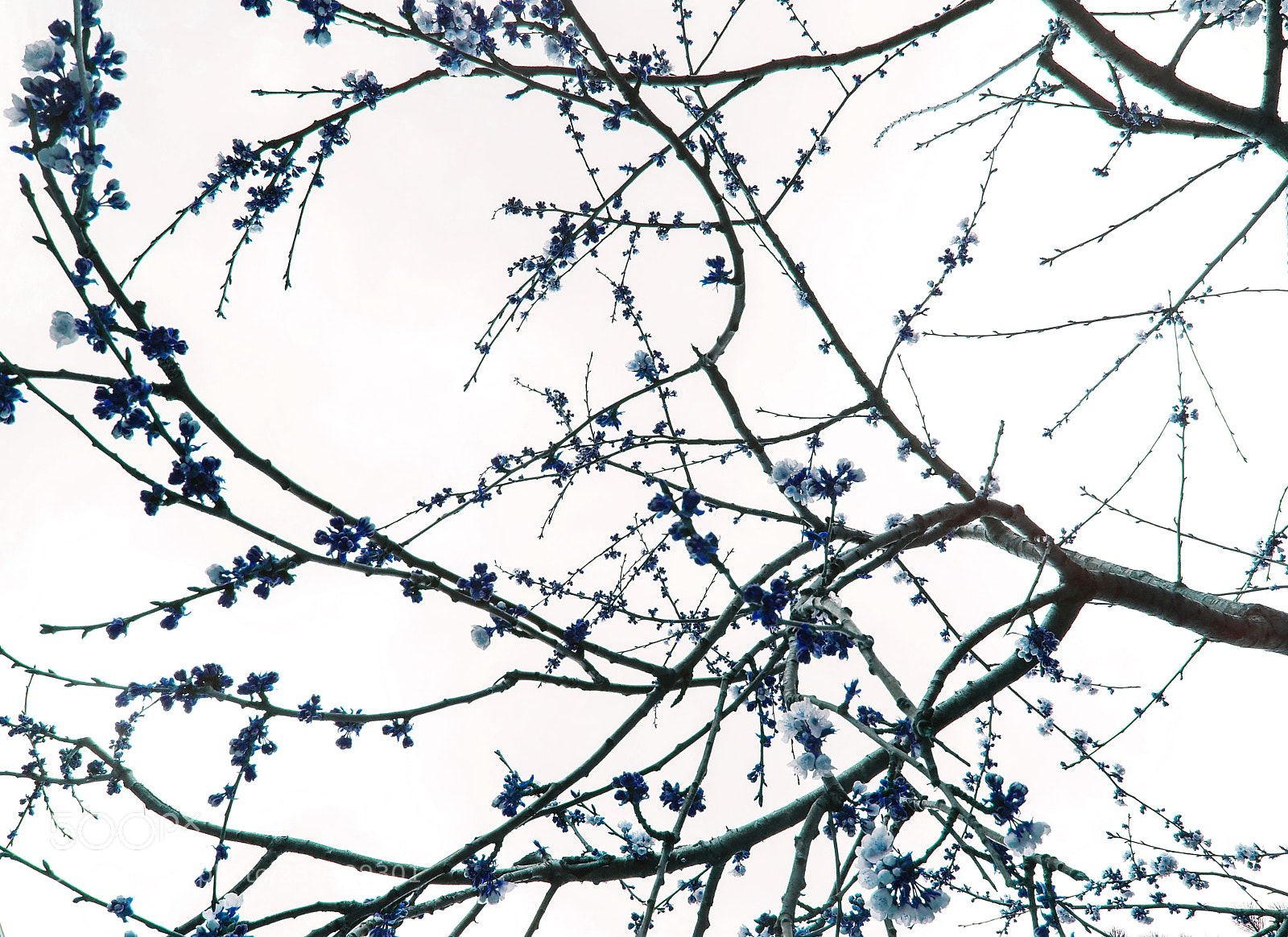 Fujifilm X20 sample photo. Colored tree photography