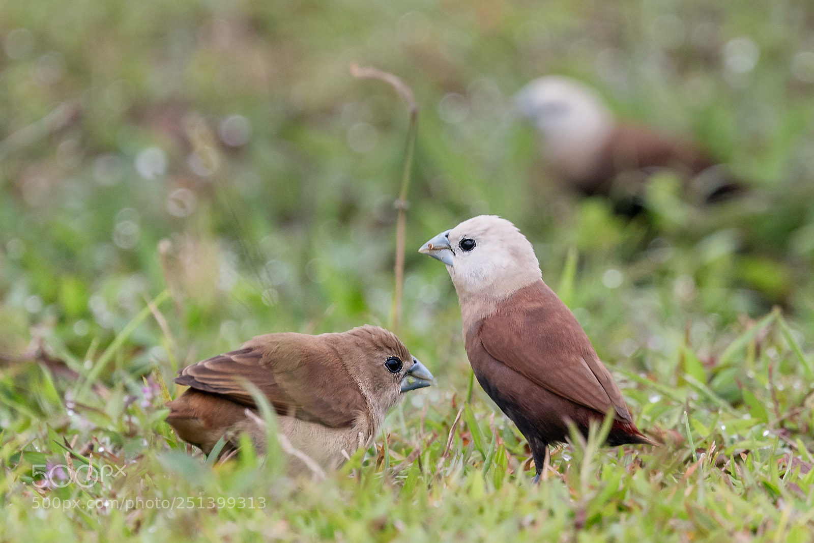 Nikon D850 sample photo. White-headed munia @ holland plain photography