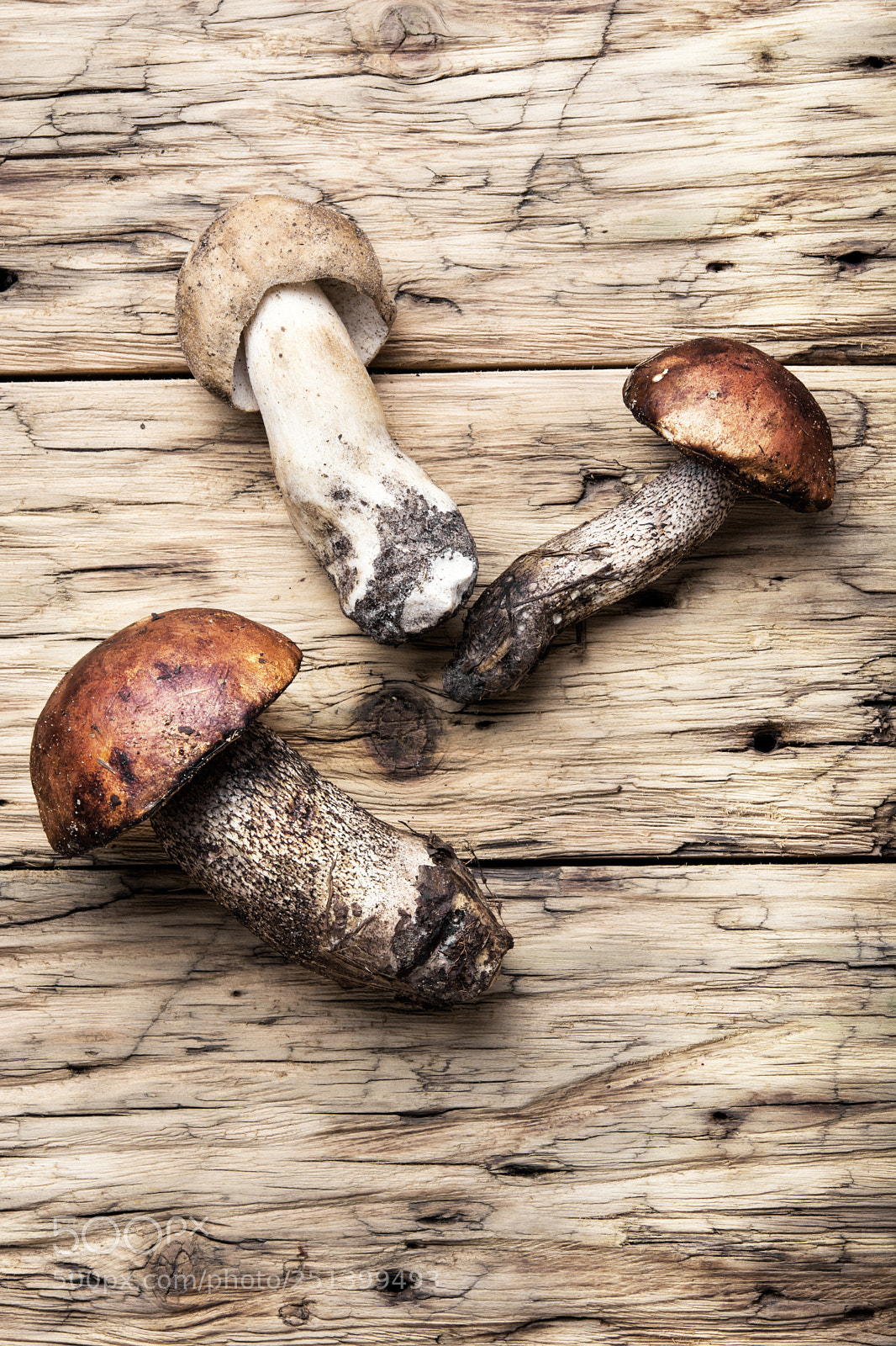 Nikon D7100 sample photo. Harvest of forest mushrooms photography