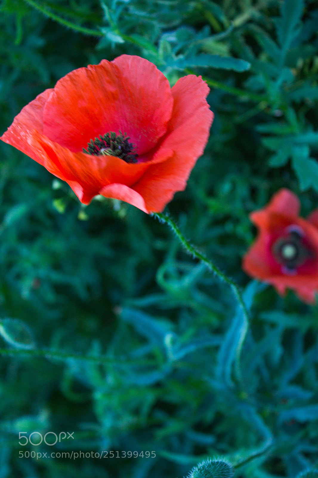 Canon EOS 600D (Rebel EOS T3i / EOS Kiss X5) sample photo. Red flowers photography