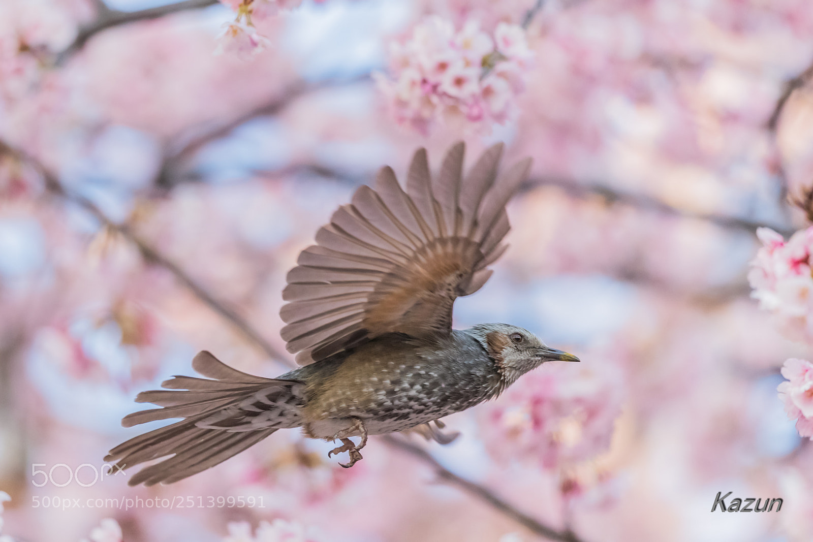 Canon EOS-1D X Mark II sample photo. （゜∀゜*） photography