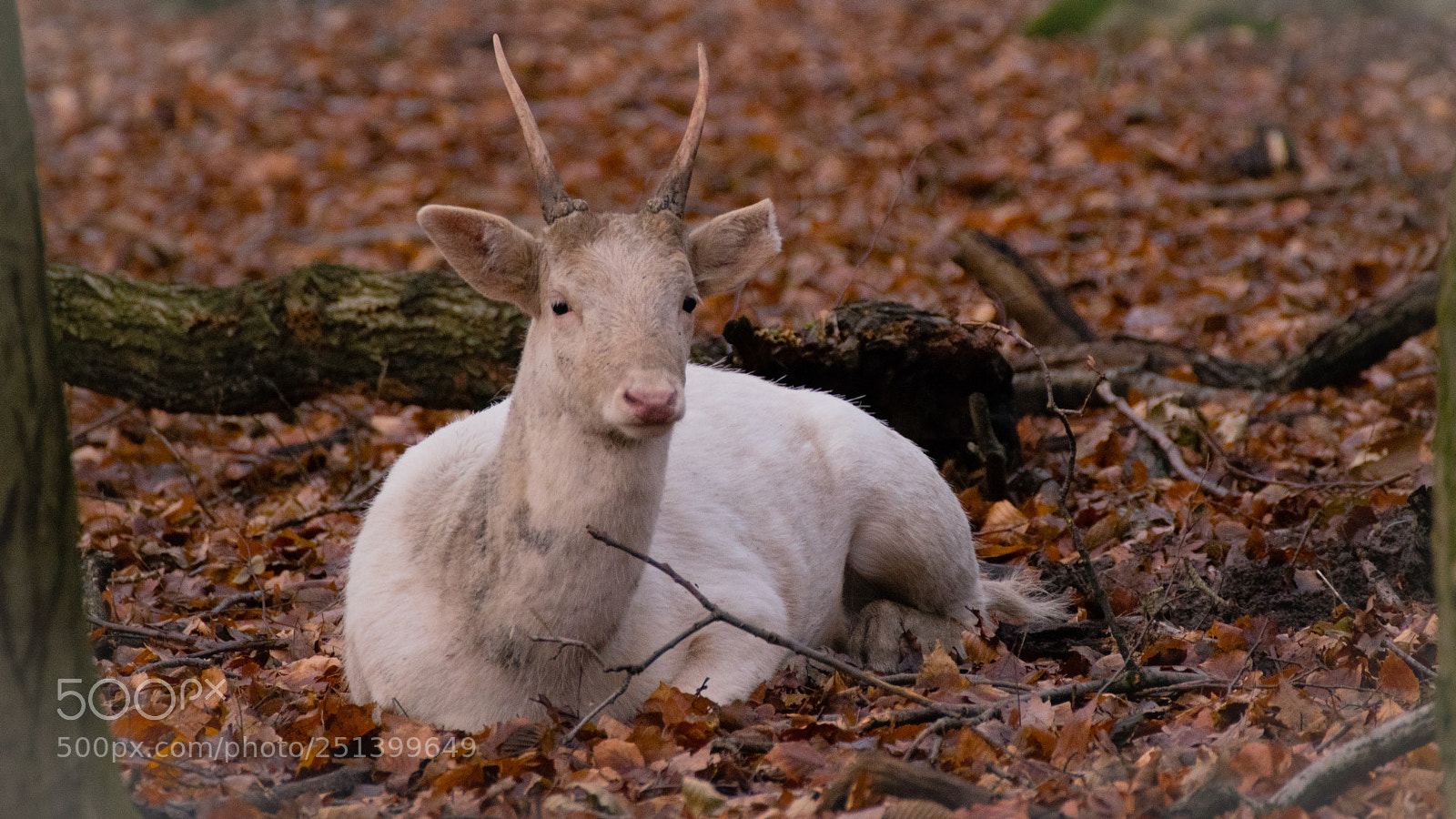 Nikon D3300 sample photo. Fallow deer photography