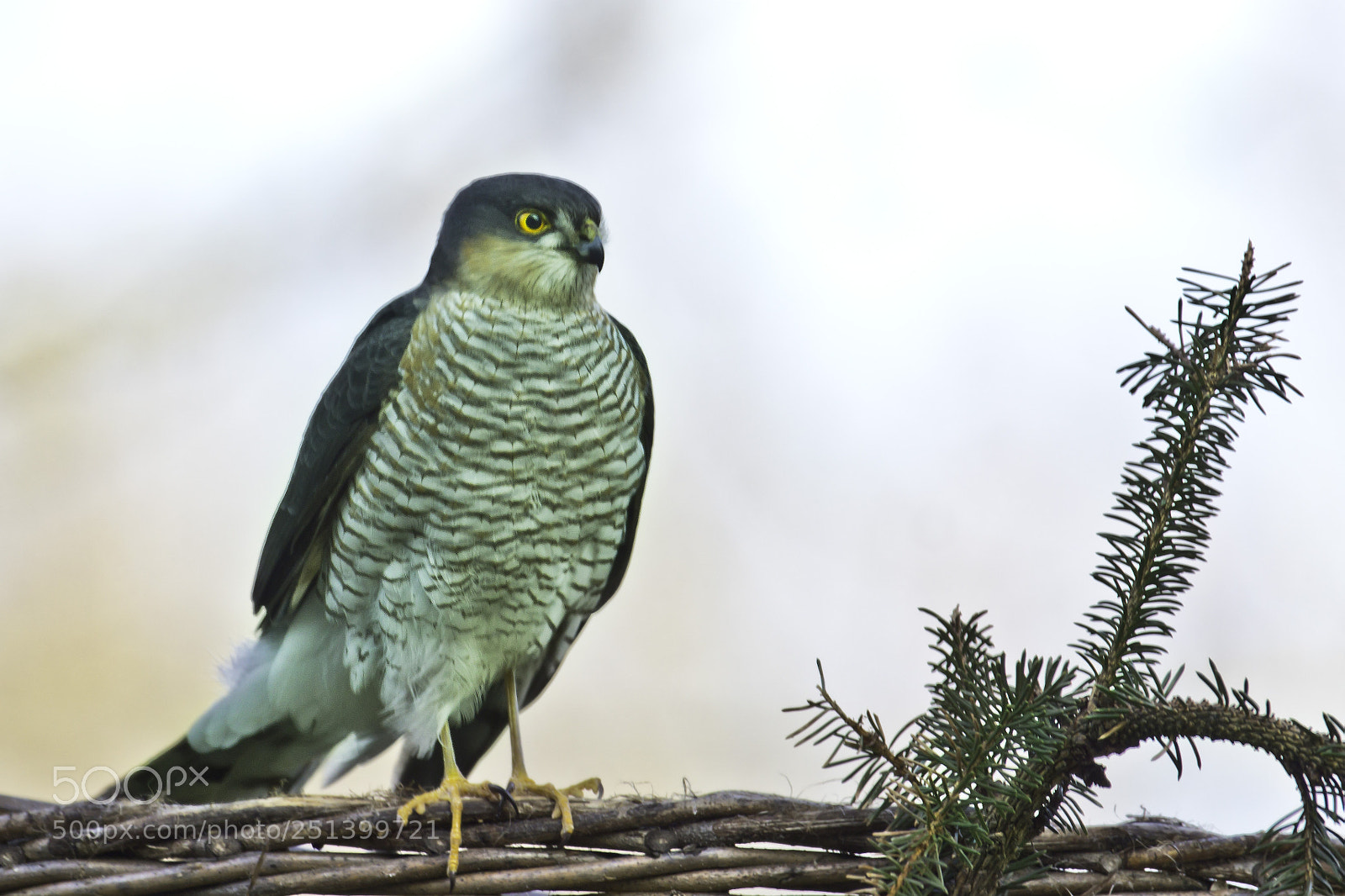 Sony SLT-A77 sample photo. Northern goshawk  (accipiter gentilis). photography