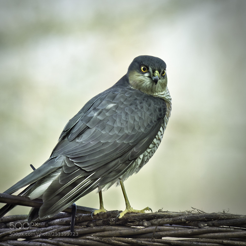 Sony SLT-A77 sample photo. Northern goshawk  (accipiter gentilis). photography