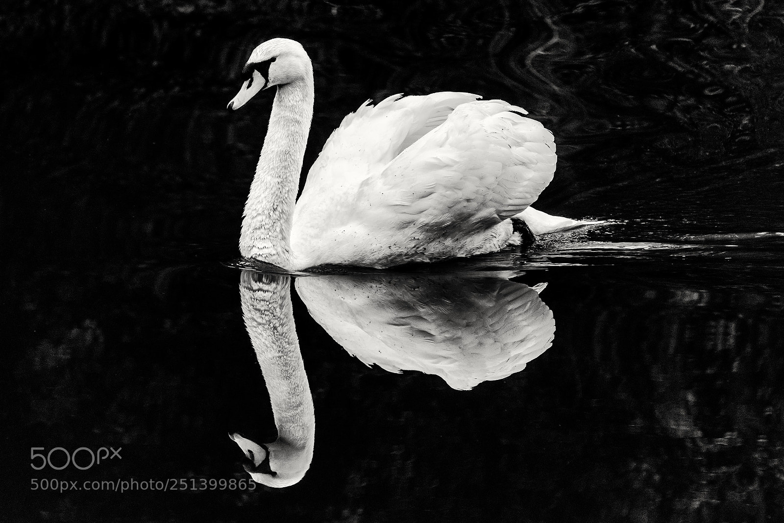 Nikon D7200 sample photo. Swan photography