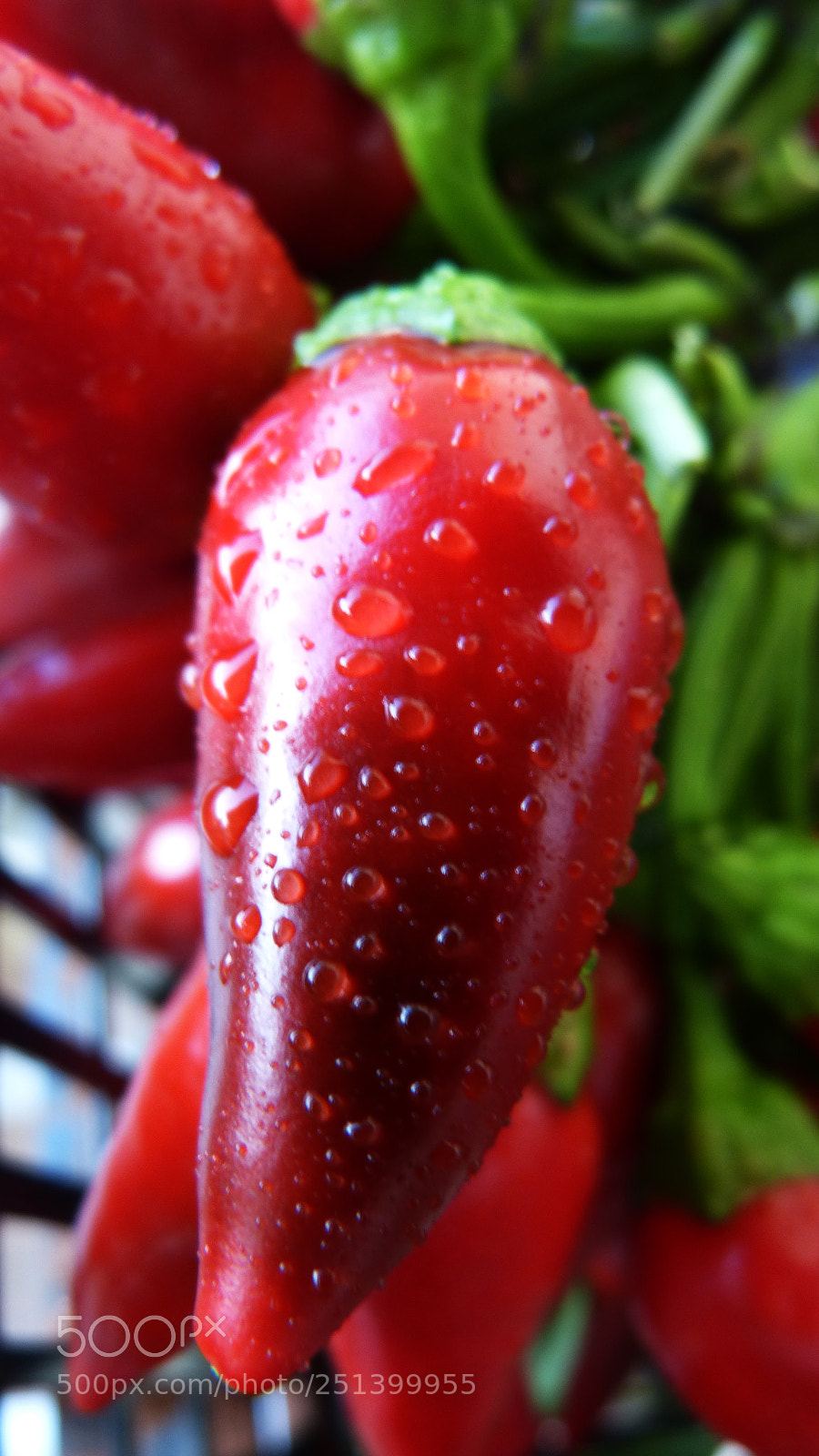 Panasonic DMC-FZ62 sample photo. Red hot chili pepper photography