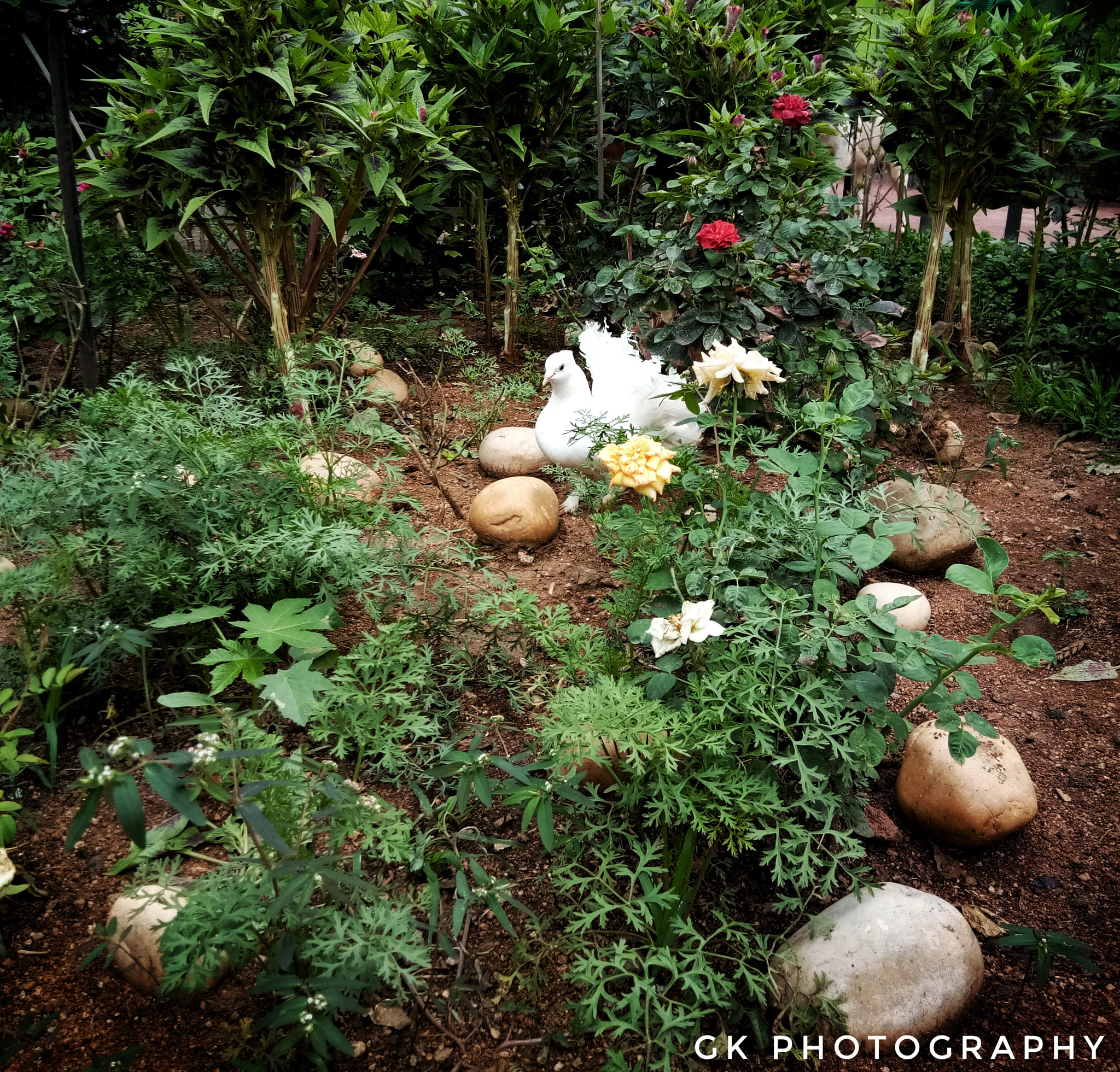 vivo 1601 sample photo. Pegion photography