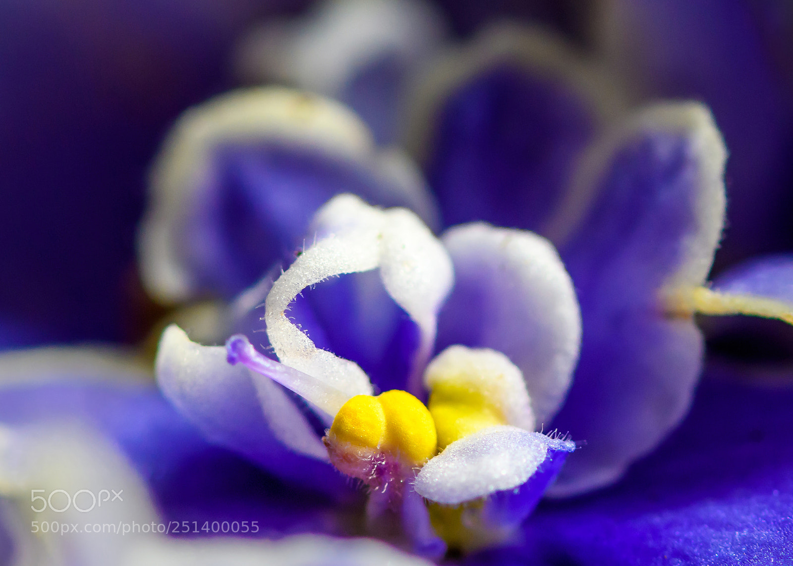 Nikon D500 sample photo. Primrose photography