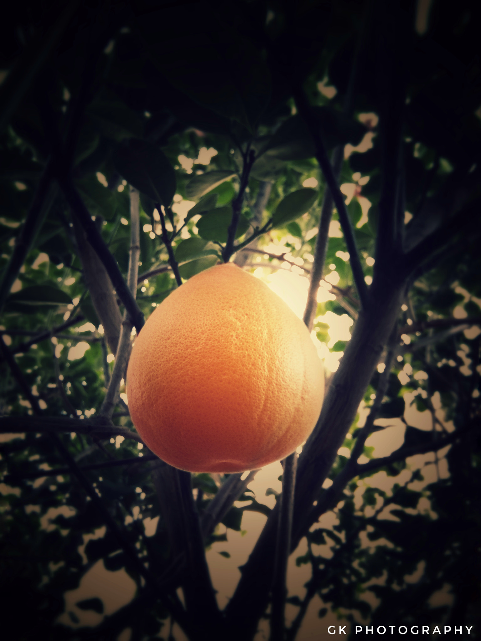 vivo 1601 sample photo