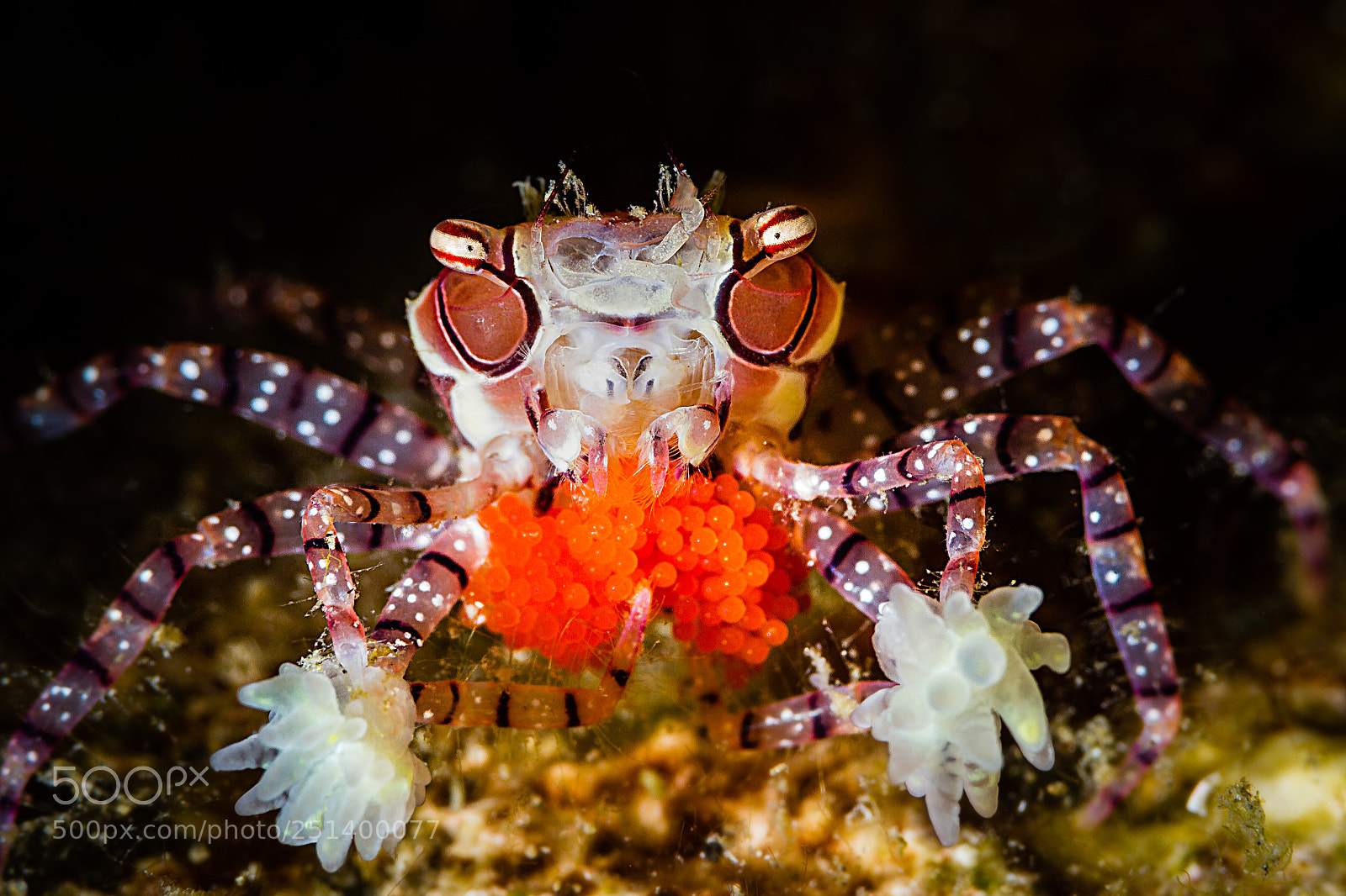 Canon EOS 7D sample photo. Boxer crab with eggs photography