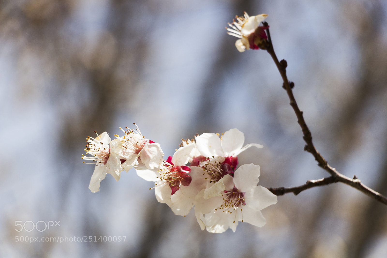 Canon EOS 700D (EOS Rebel T5i / EOS Kiss X7i) sample photo. Spring5 photography