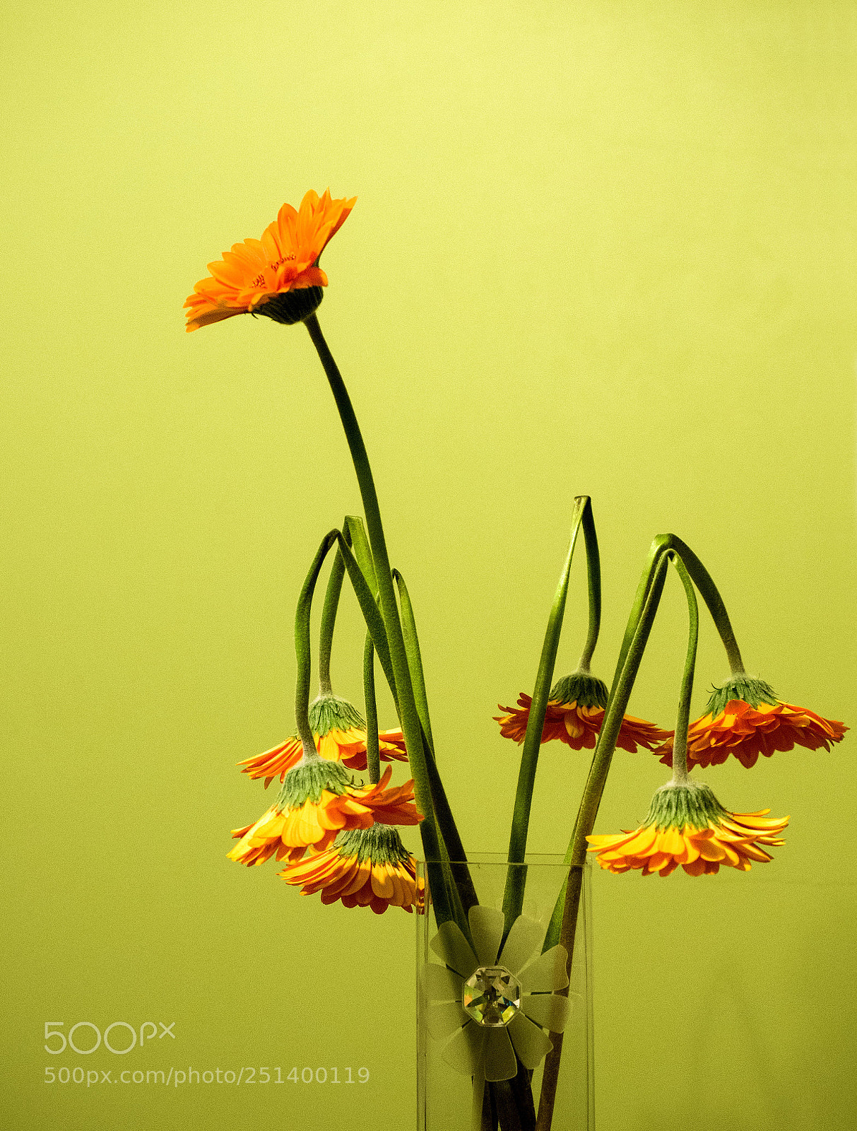 Olympus OM-D E-M5 II sample photo. P photography