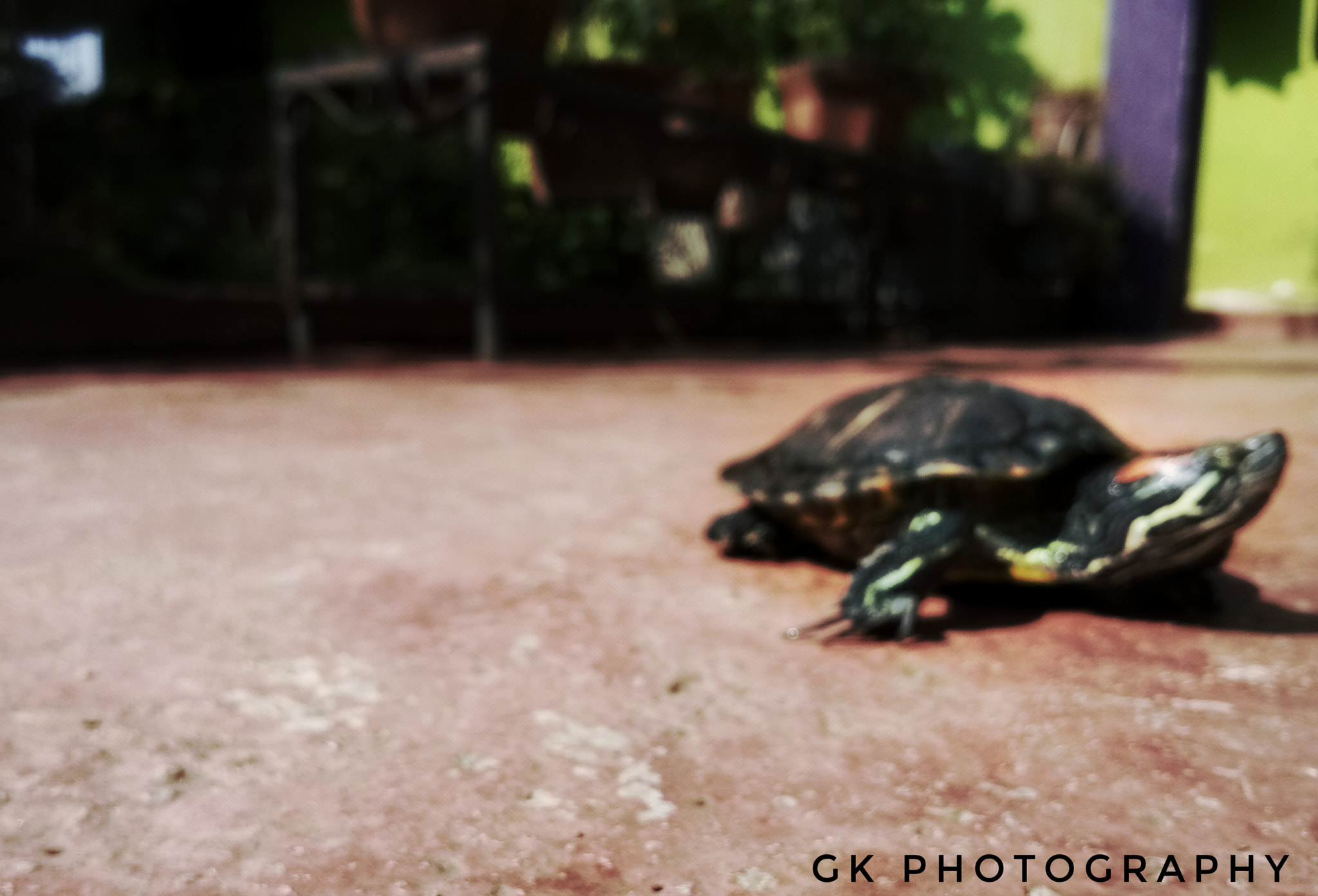 vivo 1601 sample photo