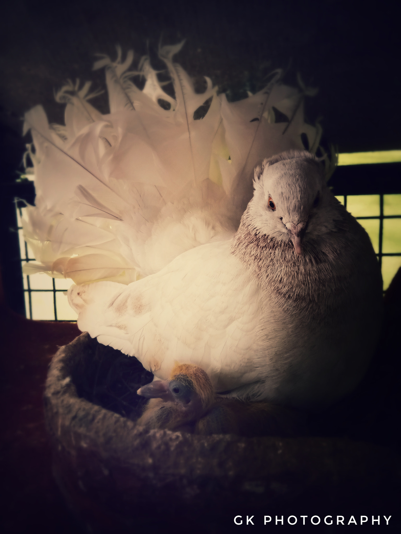 vivo 1601 sample photo