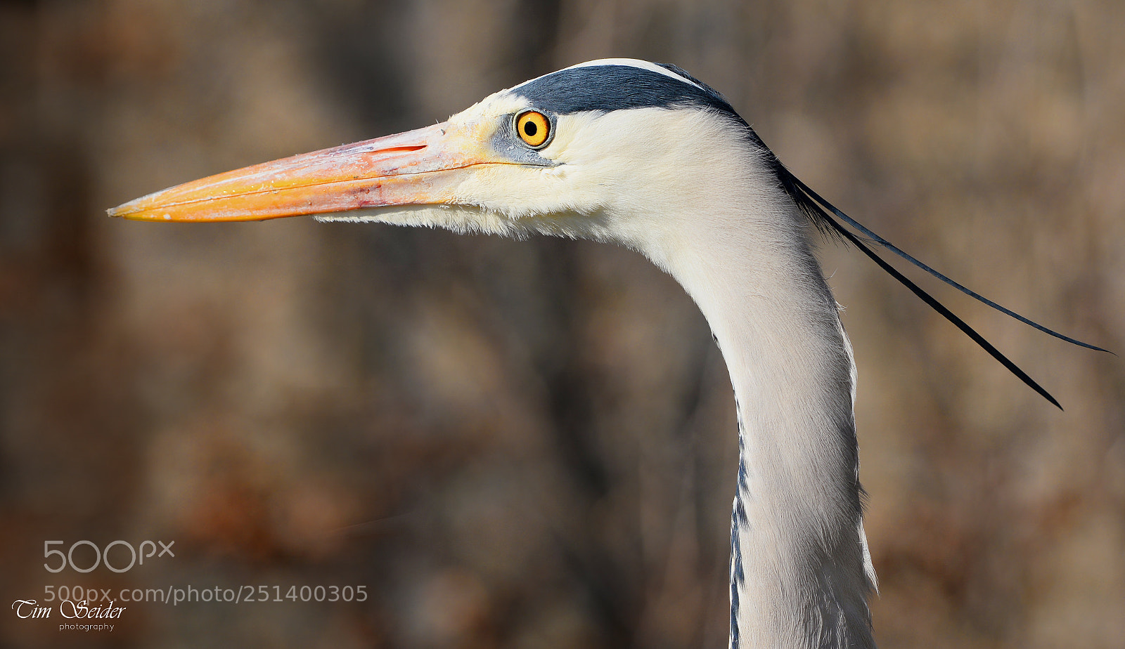 Nikon D610 sample photo. Graureiher photography