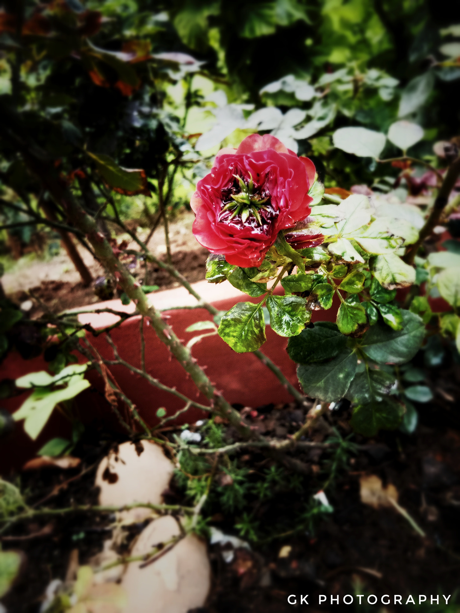 vivo 1601 sample photo