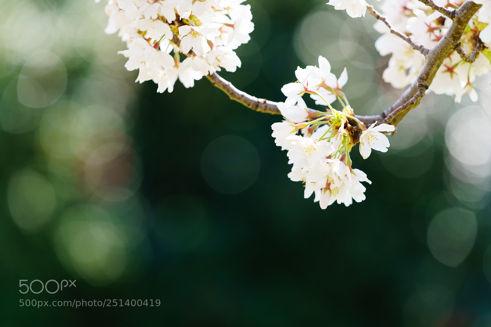 Sony a7R III sample photo. Sakura photography