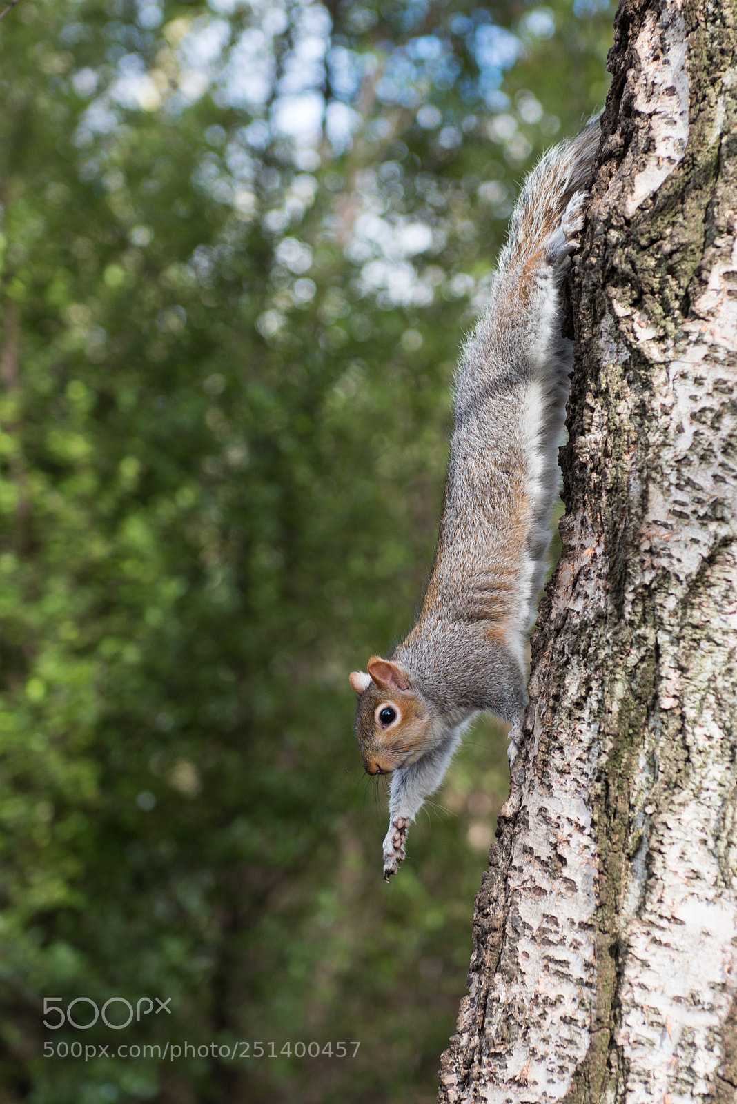 Nikon D600 sample photo. Squirrel photography