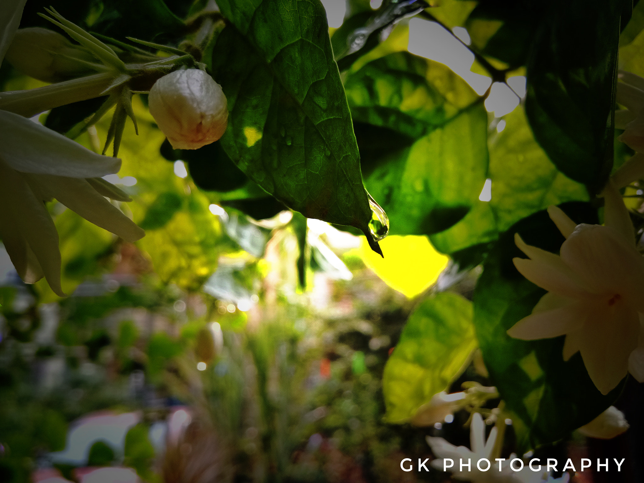 vivo 1601 sample photo