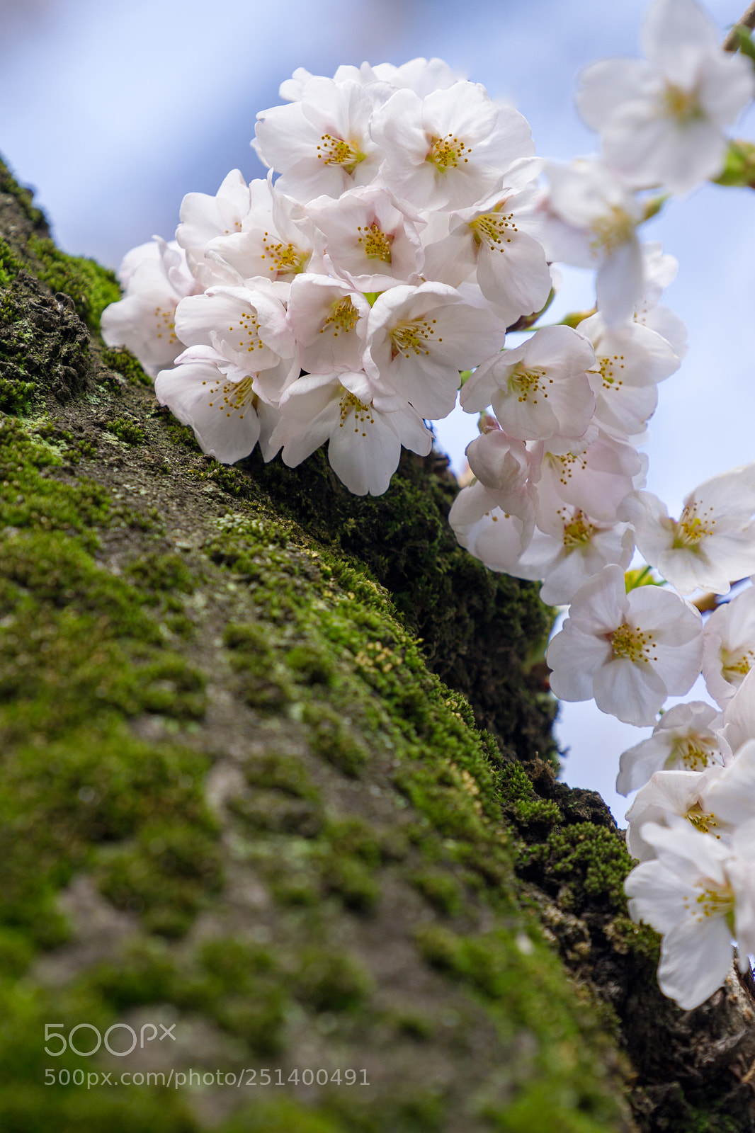 Sony a6000 sample photo. Sakura season photography