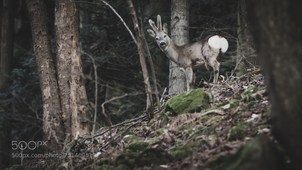 Canon EOS 80D sample photo. Buck photography