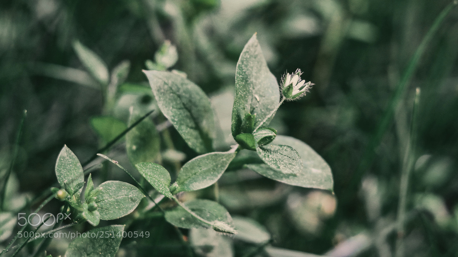 Canon EOS 80D sample photo. Gardens i photography