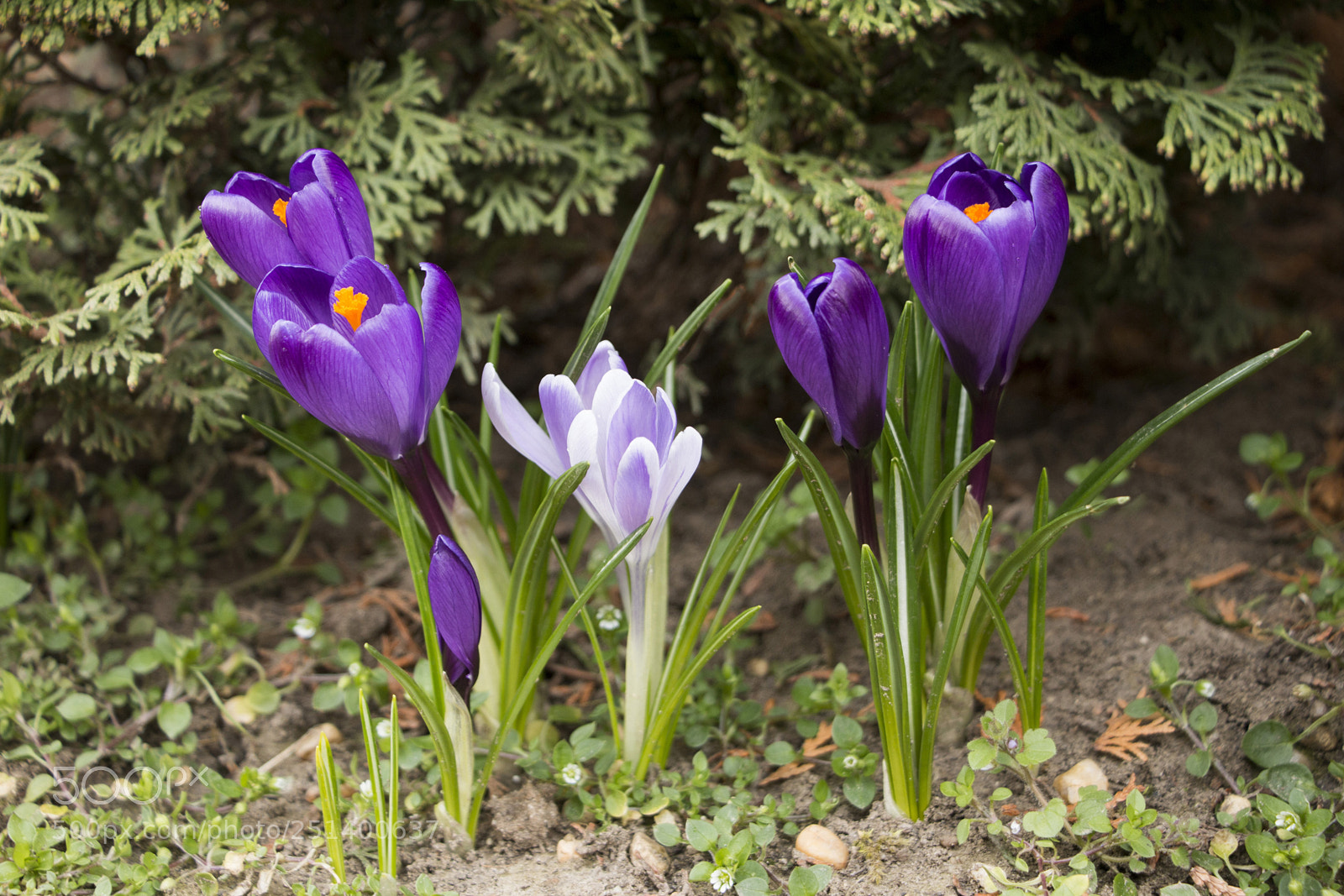 Canon EOS 70D sample photo. Krókusz photography