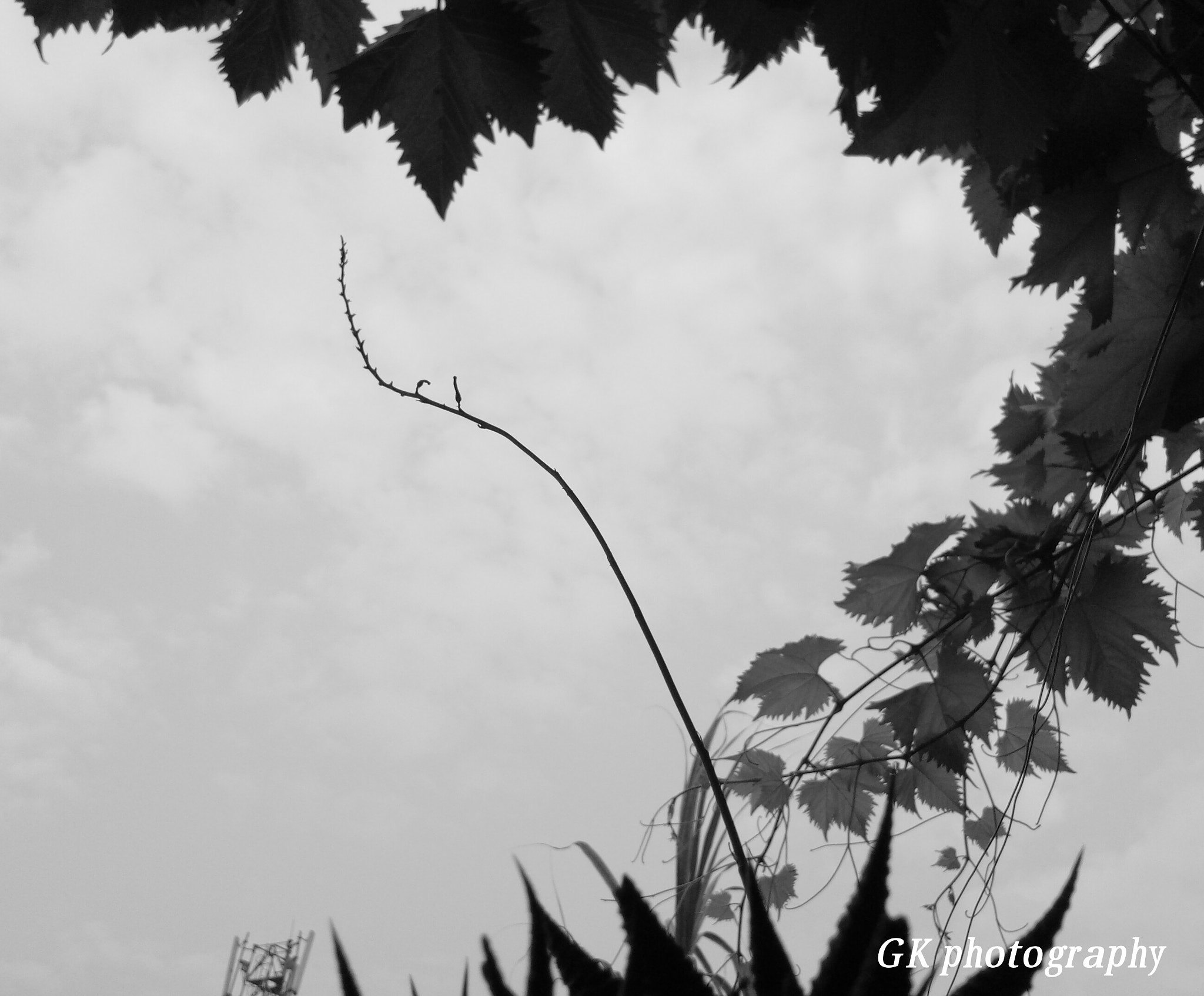 vivo 1601 sample photo