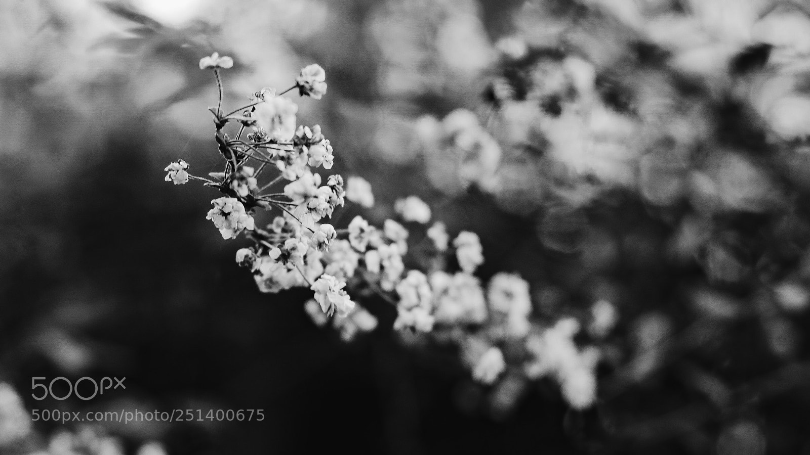 Canon EOS 80D sample photo. Gardens ii photography