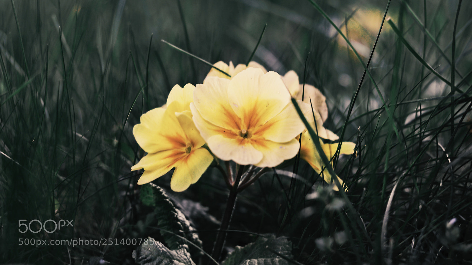 Canon EOS 80D sample photo. Flowers i photography