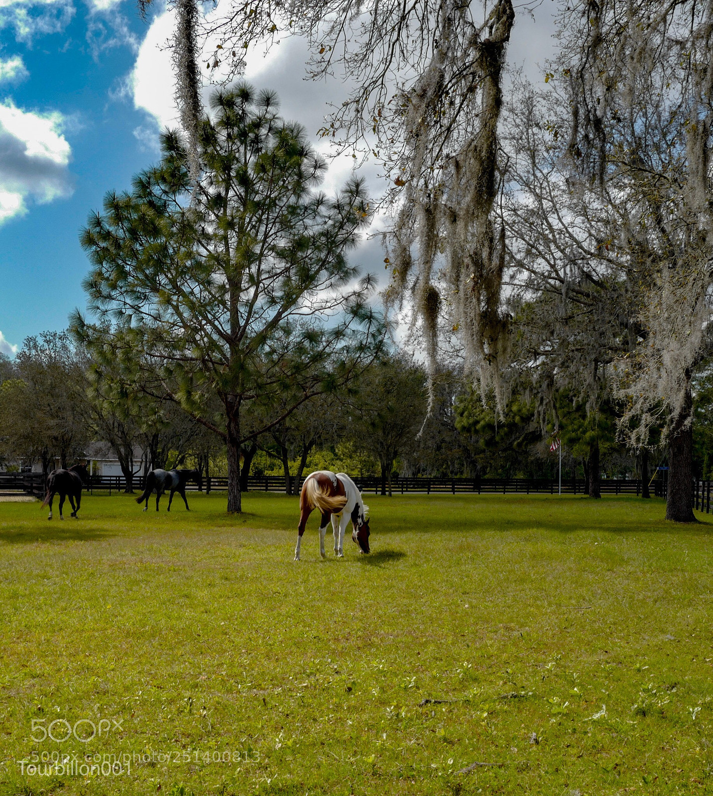 Leica Q (Typ 116) sample photo. Horses photography