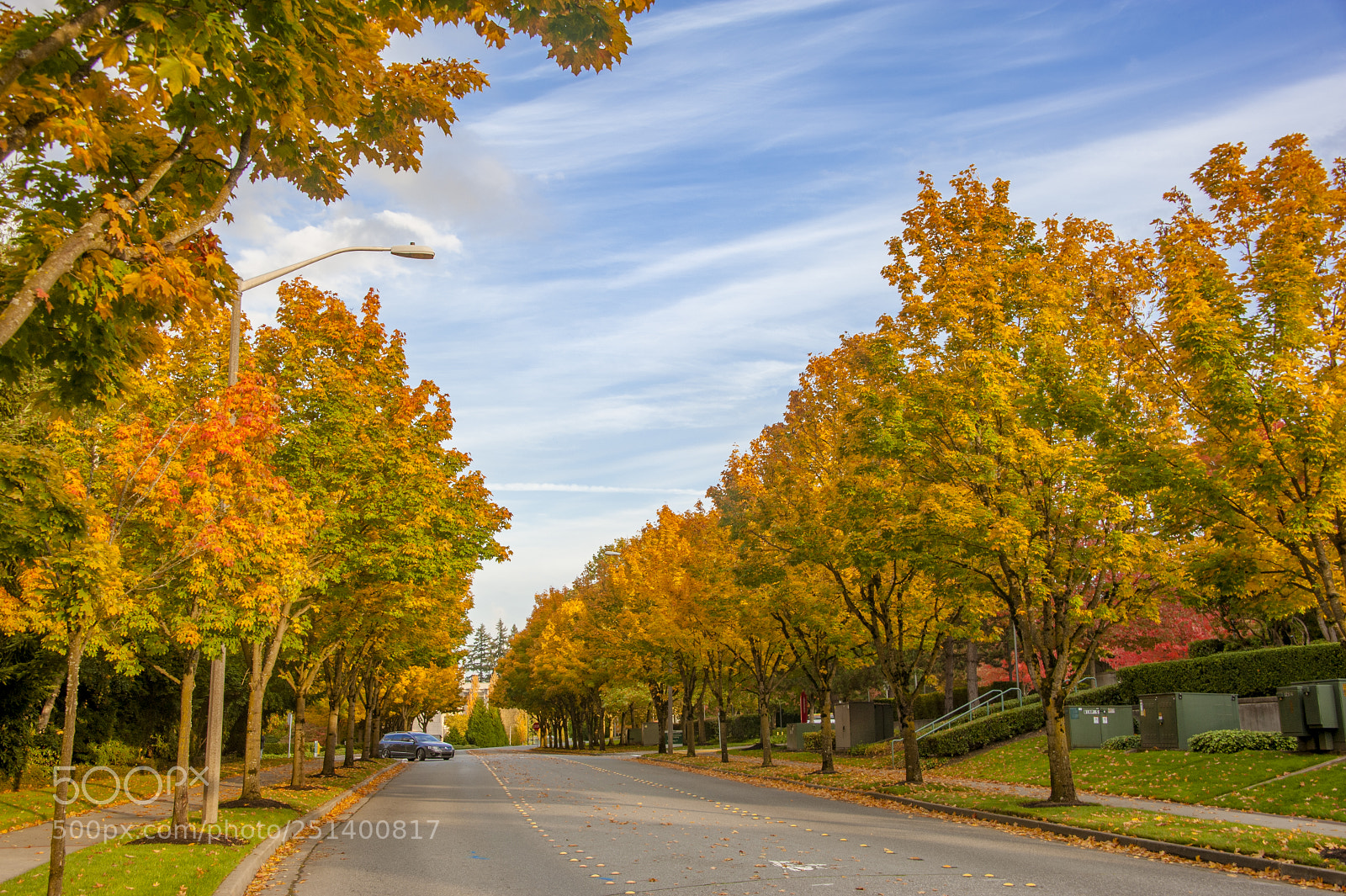 Nikon D700 sample photo. Yellow leaves in fall photography