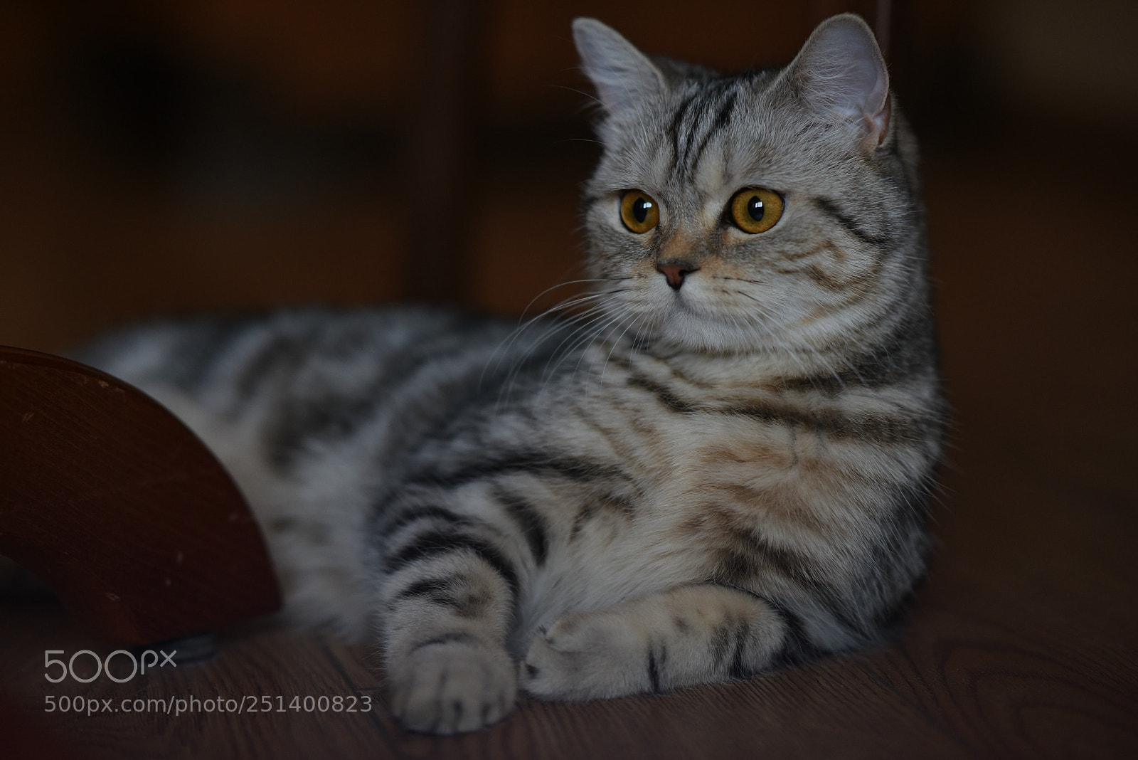Nikon D810 sample photo. Asya photography
