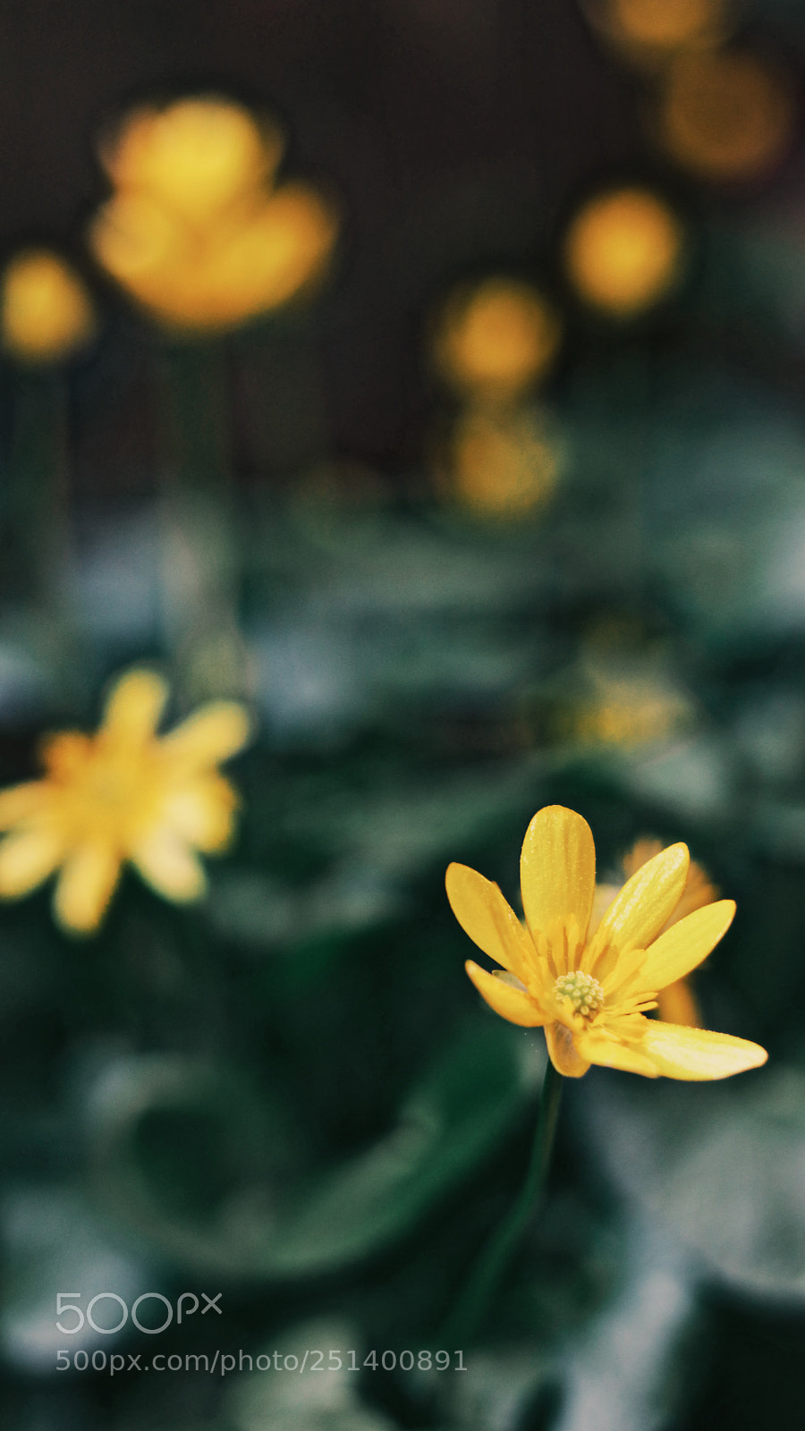 Canon EOS 80D sample photo. Flowers ii photography
