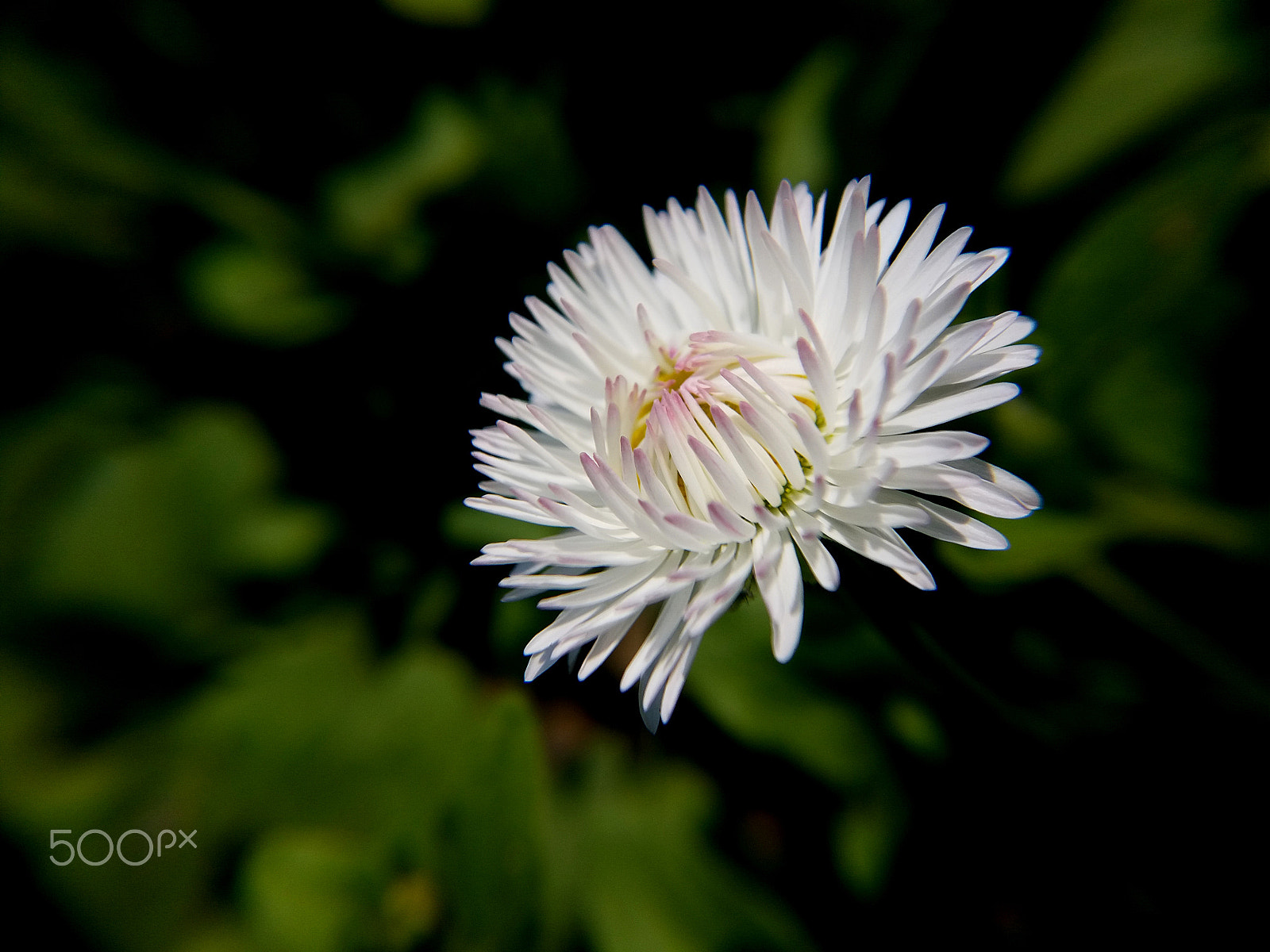 Samsung Galaxy A9 Pro sample photo. White daisy flower beauty morning time photography