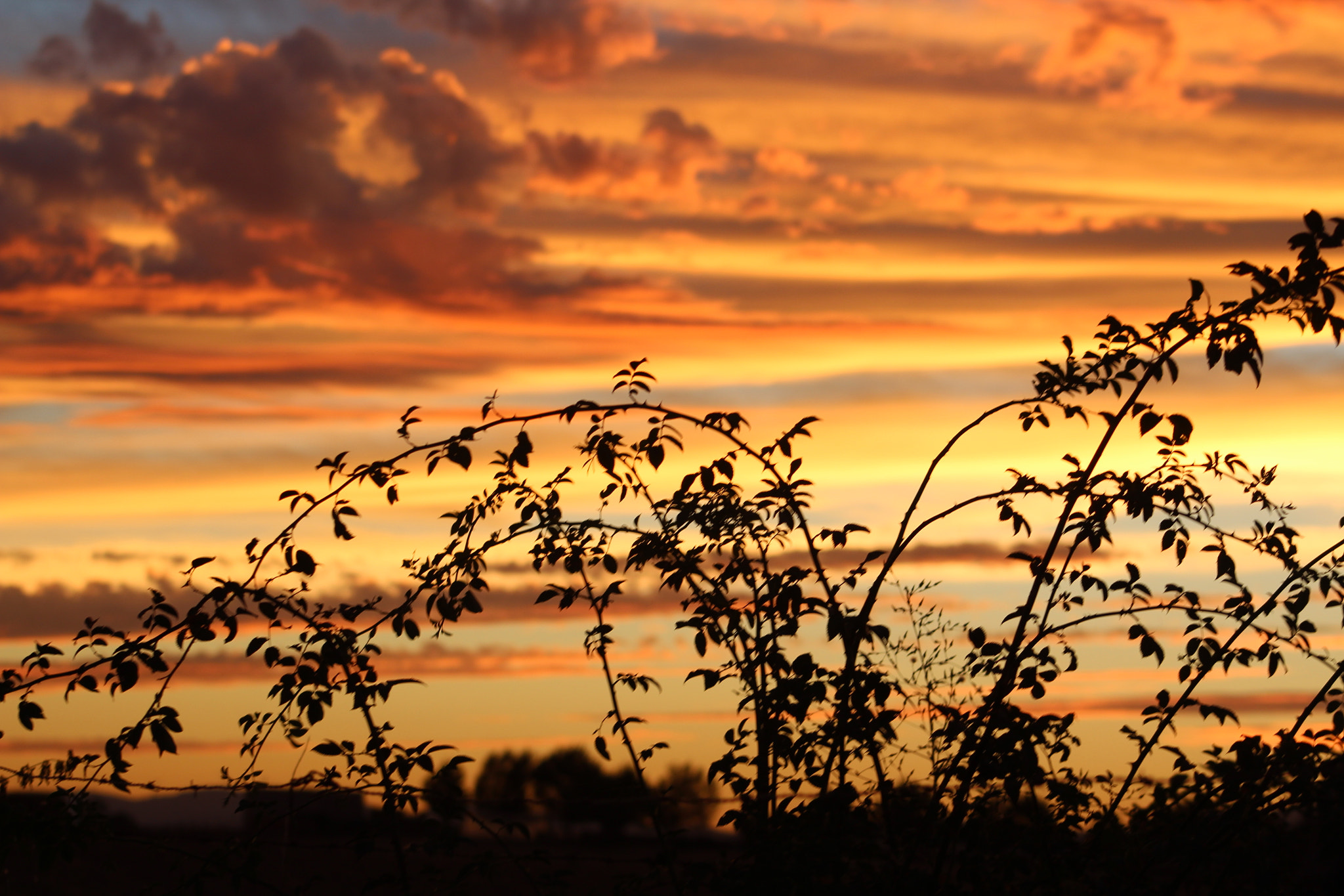 Canon EF 75-300mm f/4-5.6 sample photo