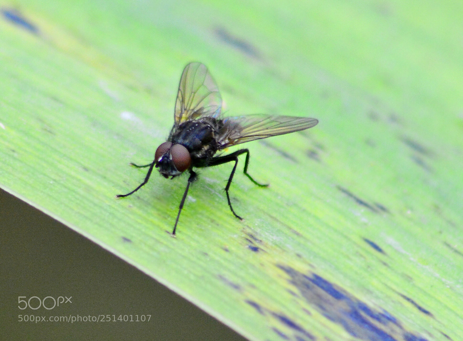 Nikon D5200 sample photo. First macro of the photography