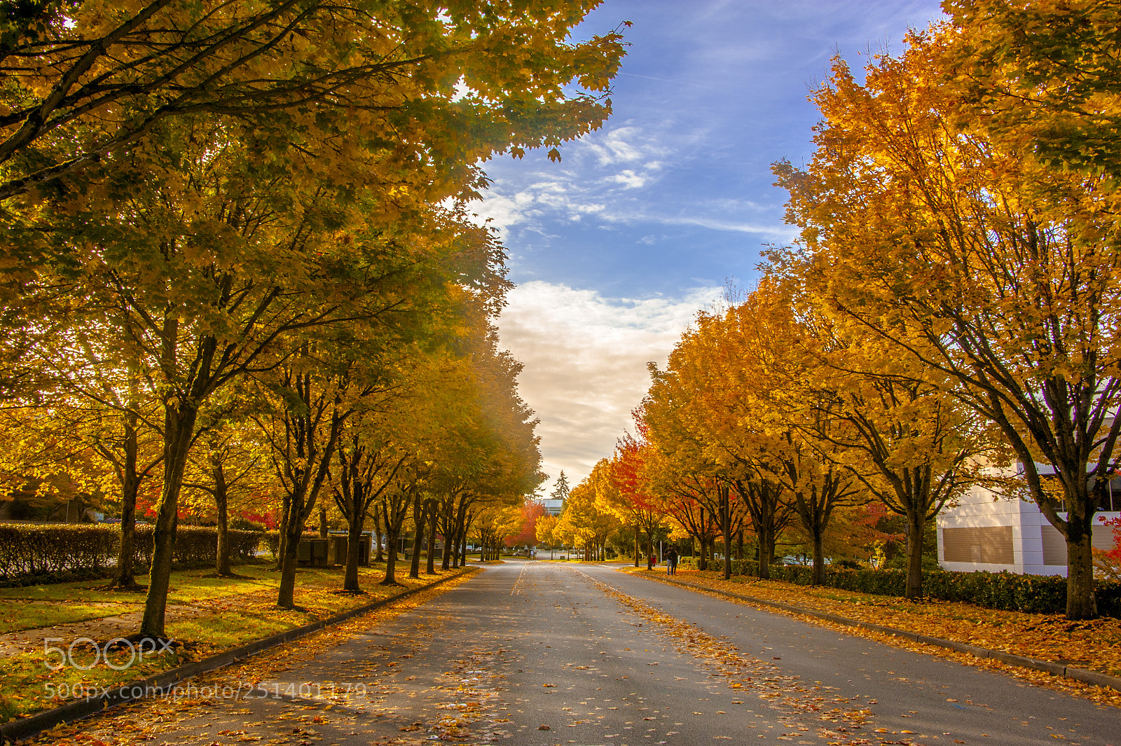 Nikon D700 sample photo. Yellow leaves in fall photography