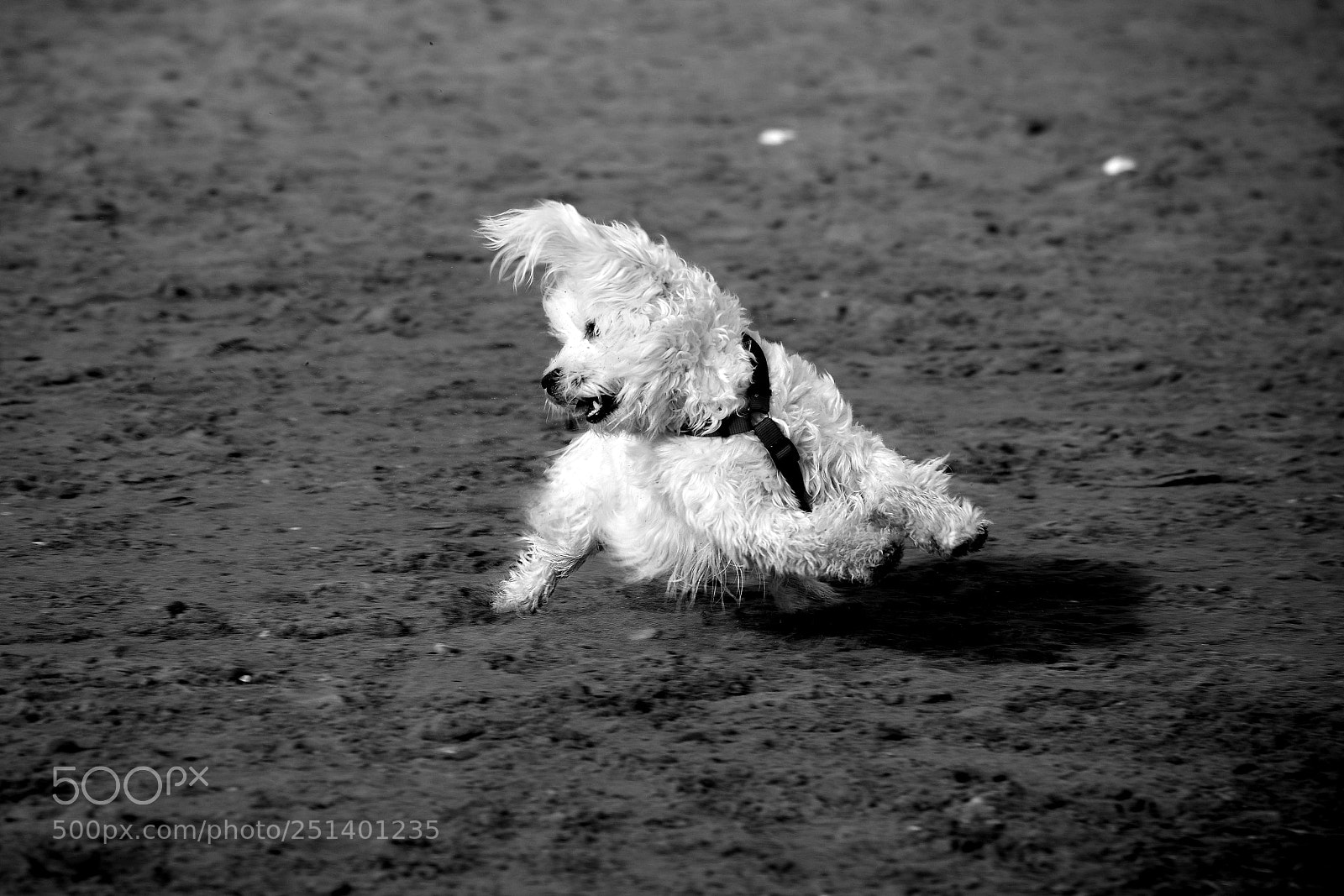 Nikon D5300 sample photo. Perro photography