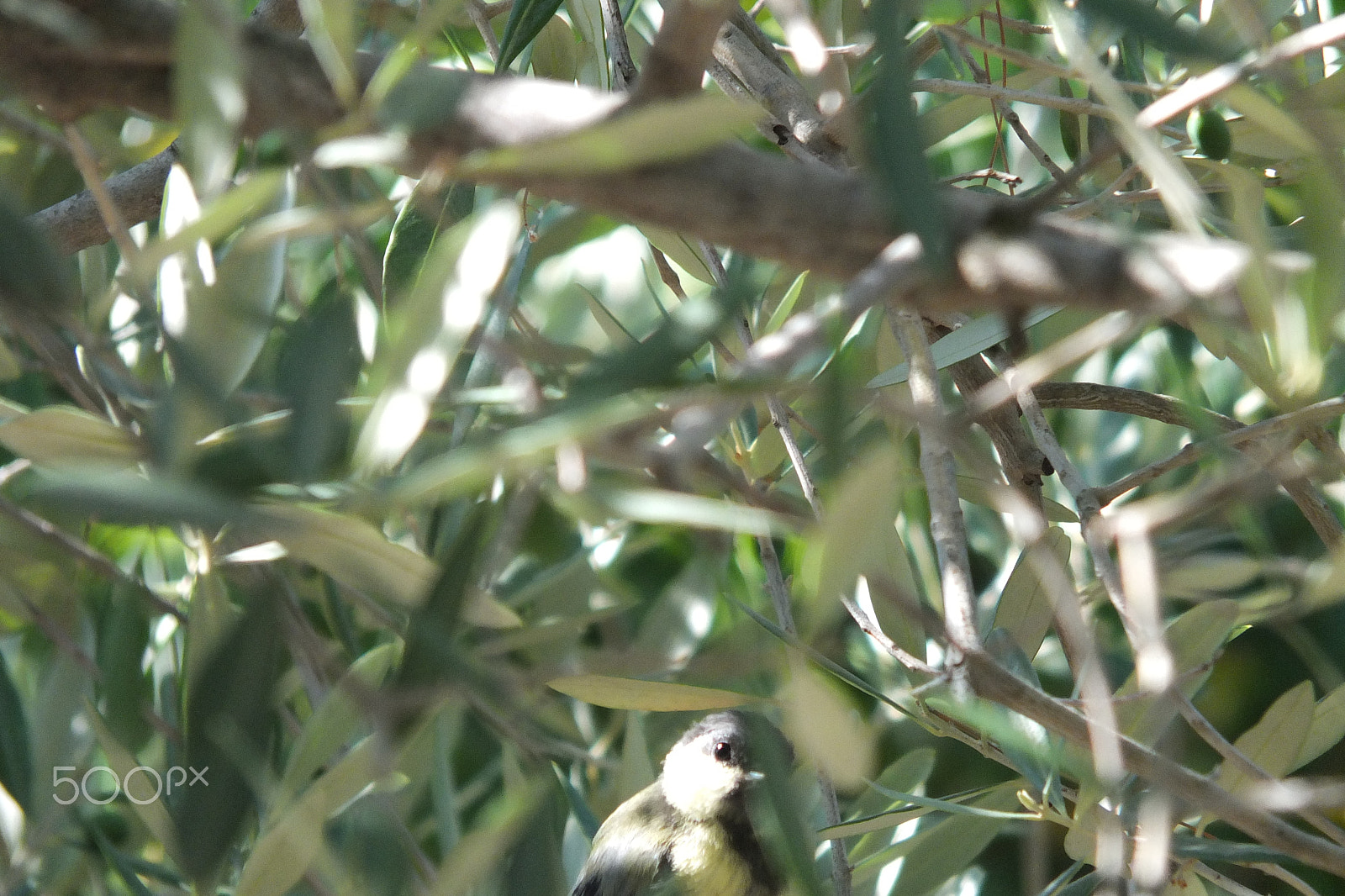 Fujifilm X-S1 sample photo. Velika sjenica, great tit, parus major photography