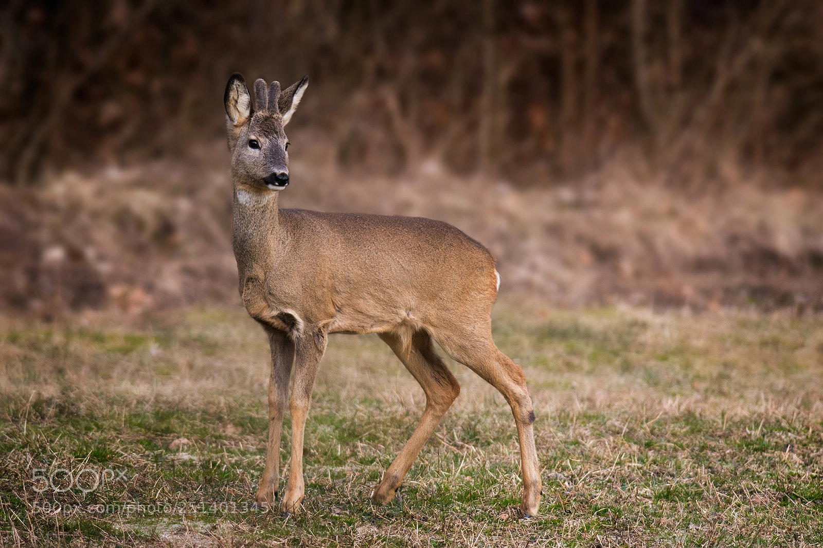Nikon D7100 sample photo. Roe deer photography