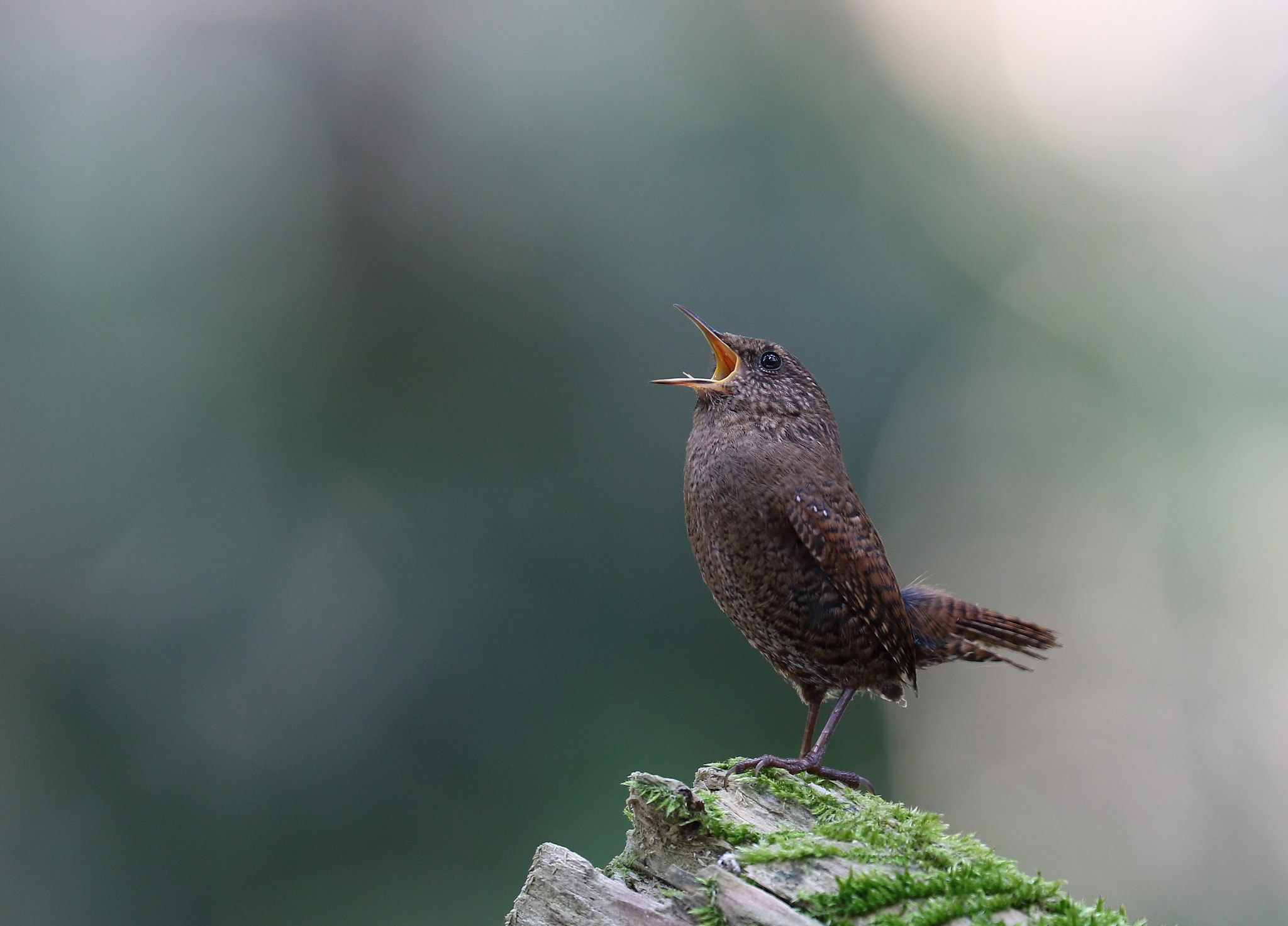 Canon EOS 7D Mark II sample photo. Spring is sung. photography