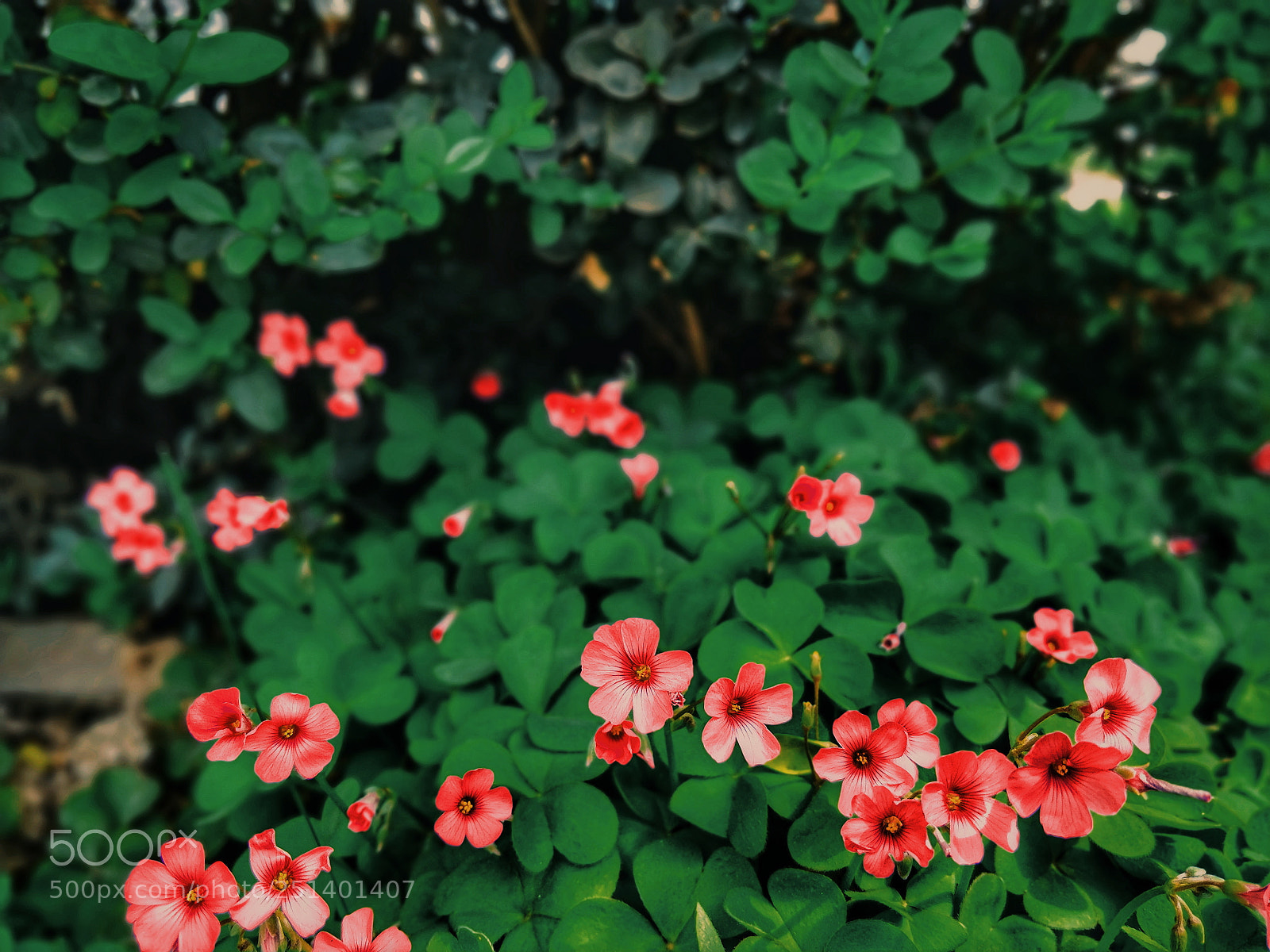 OnePlus 5T sample photo. Untitled photography