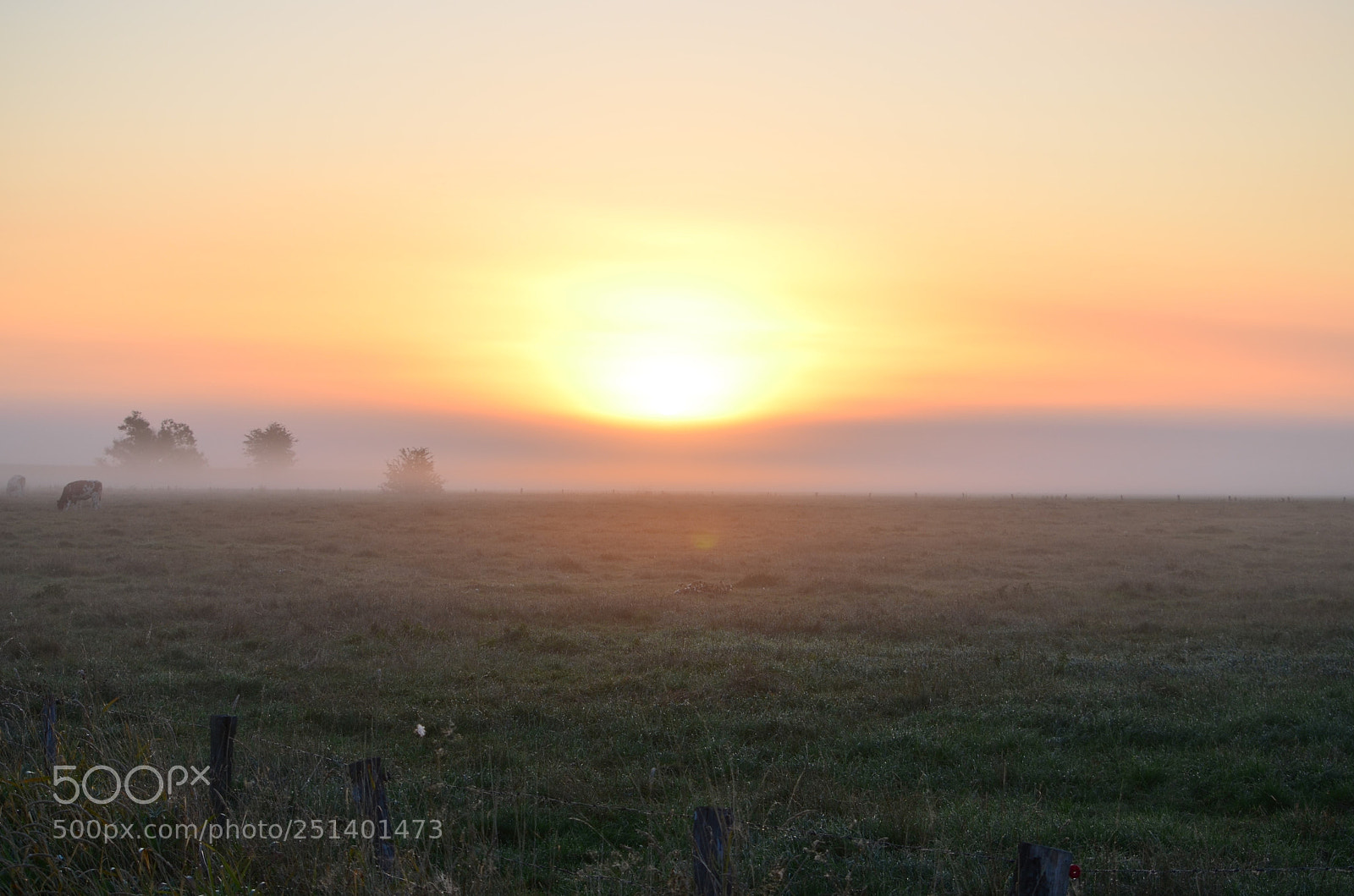 Nikon D5100 sample photo. Fog sunrise photography