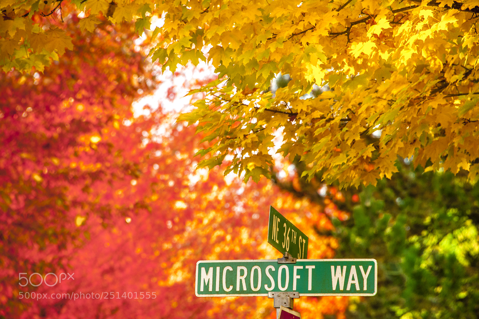 Nikon D700 sample photo. Microsoft way at microsoft photography