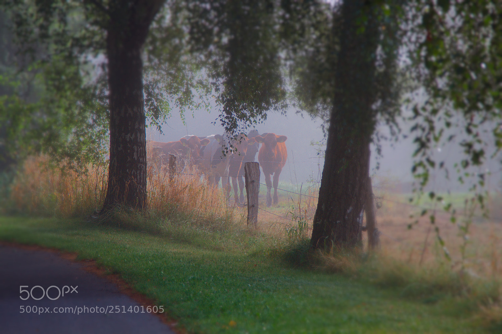 Canon EOS 7D sample photo. Cows in the fog photography
